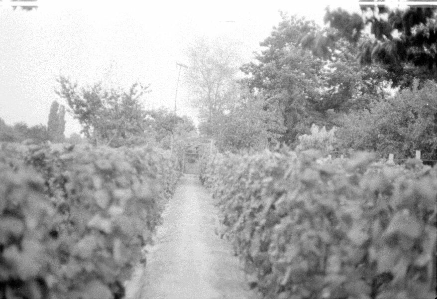 Járóborozda a szőlőben (MTA BTK Néprajztudományi Intézet CC BY-NC-SA)