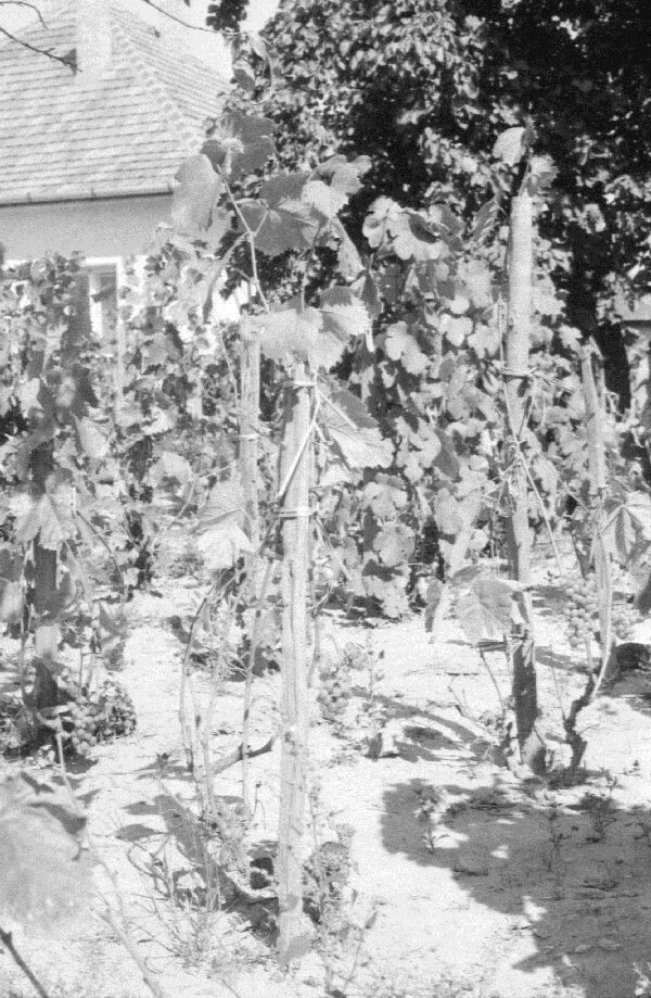 Szőlő. Érésben levő szőlőtőkék a lakóház melletti szőlőskertben. Kinizsi u. 67. (MTA BTK Néprajztudományi Intézet CC BY-NC-SA)