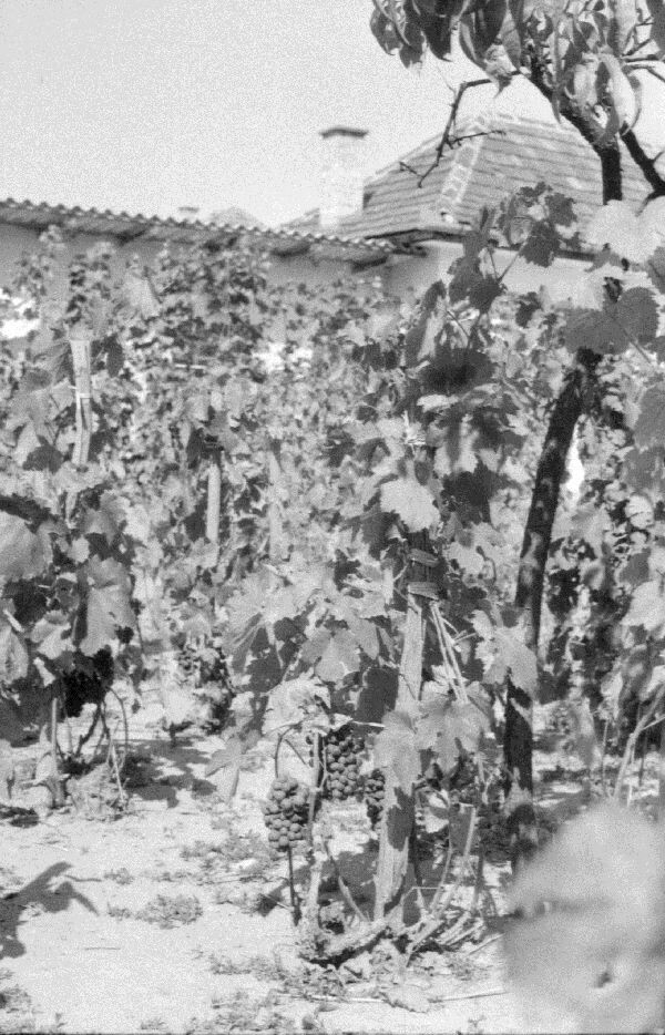 Szőlő. Érésben levő szőlőtőkék a lakóház melletti szőlőskertben. Kinizsi u. 67. (MTA BTK Néprajztudományi Intézet CC BY-NC-SA)