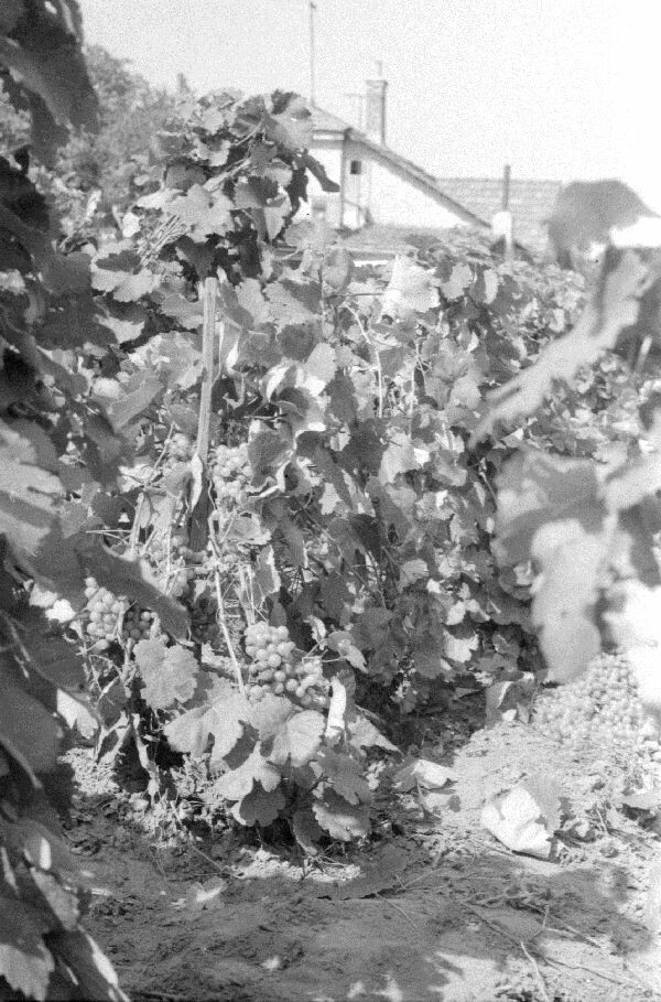 Szőlő, érésben lévő szőlőtőkék (MTA BTK Néprajztudományi Intézet CC BY-NC-SA)
