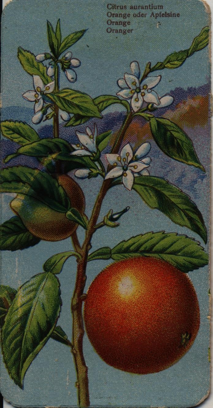 Stühmer kártya (Magyar Kereskedelmi és Vendéglátóipari Múzeum CC BY-NC-SA)