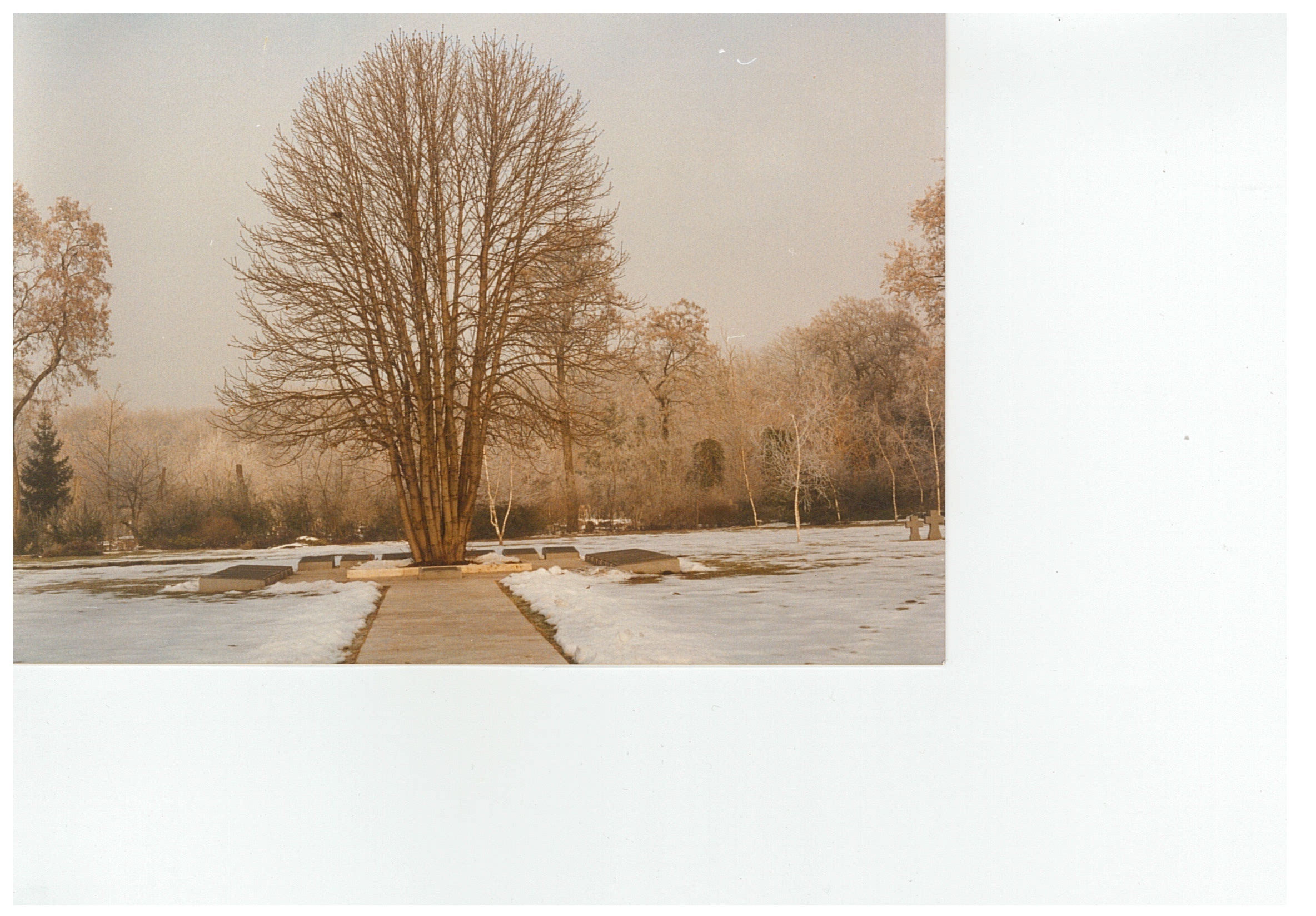 Temetői képek: hó, sírok, csupasz fa (Nemzeti Örökség Intézete – Kegyeleti Múzeum CC BY-NC-SA)