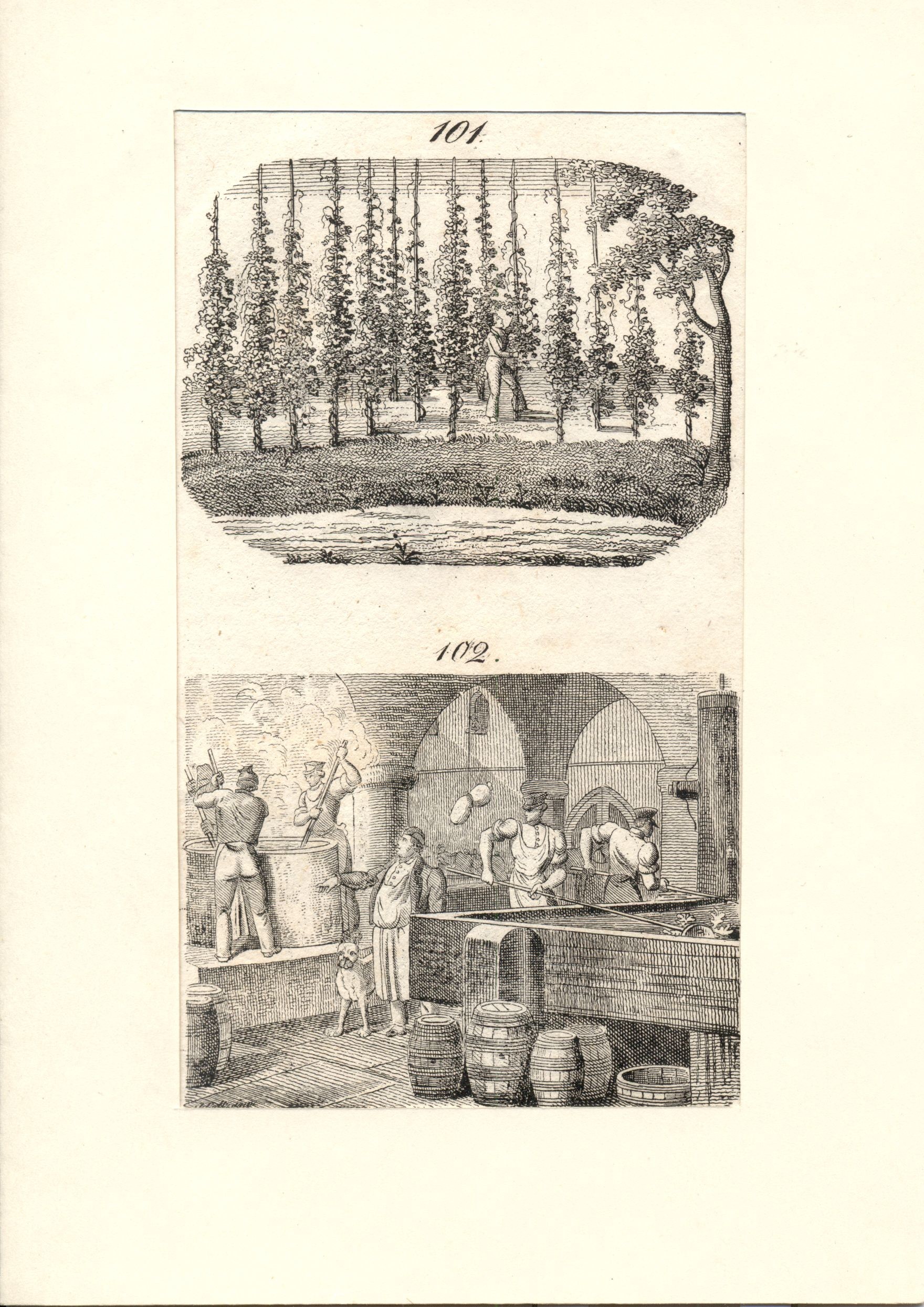 Komlótermesztés, sörfőzés (Magyar Kereskedelmi és Vendéglátóipari Múzeum CC BY-NC-SA)