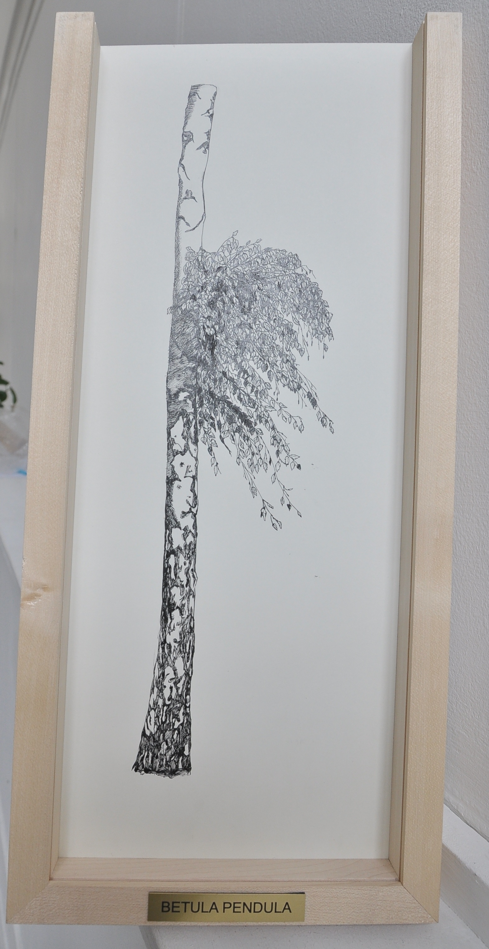 Gosztola Kitti: Betula pendula (Herman Ottó Múzeum, Miskolc CC BY-NC-SA)
