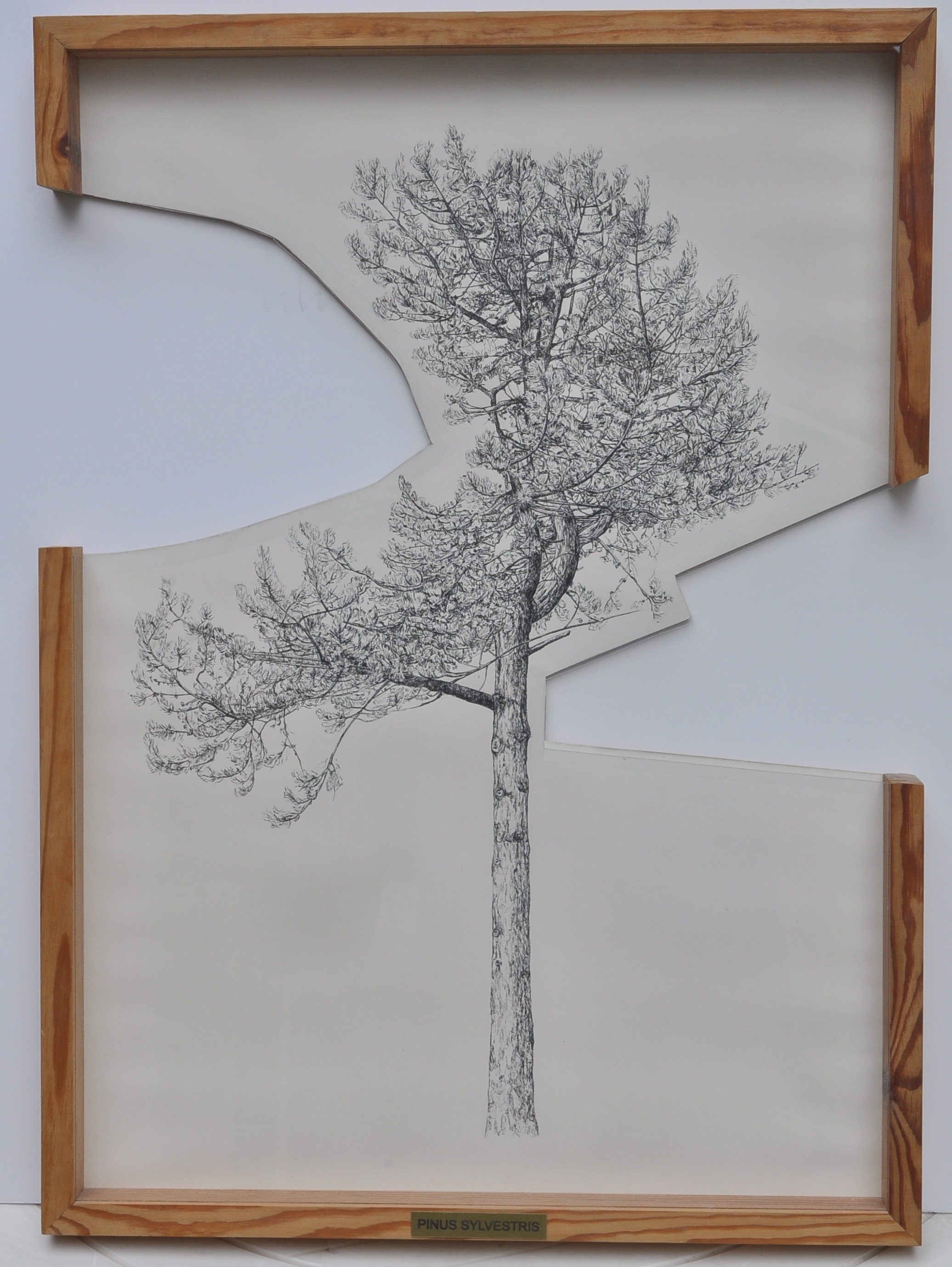 Gosztola Kitti: Pinus Sylvestris (Herman Ottó Múzeum, Miskolc CC BY-NC-SA)