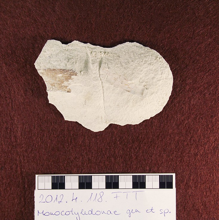 Monocotyledonae gen. et sp. (Herman Ottó Múzeum CC BY-NC-SA)