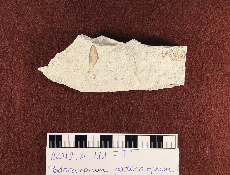 Podocarpium podocarpum (Herman Ottó Múzeum CC BY-NC-SA)