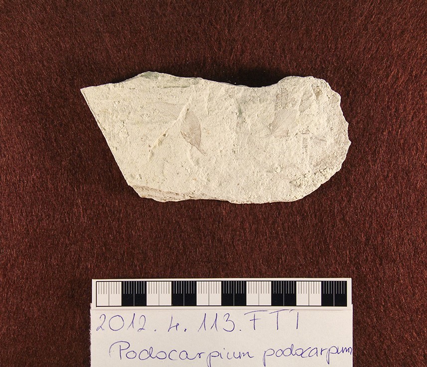 Podocarpium podocarpum (Herman Ottó Múzeum CC BY-NC-SA)