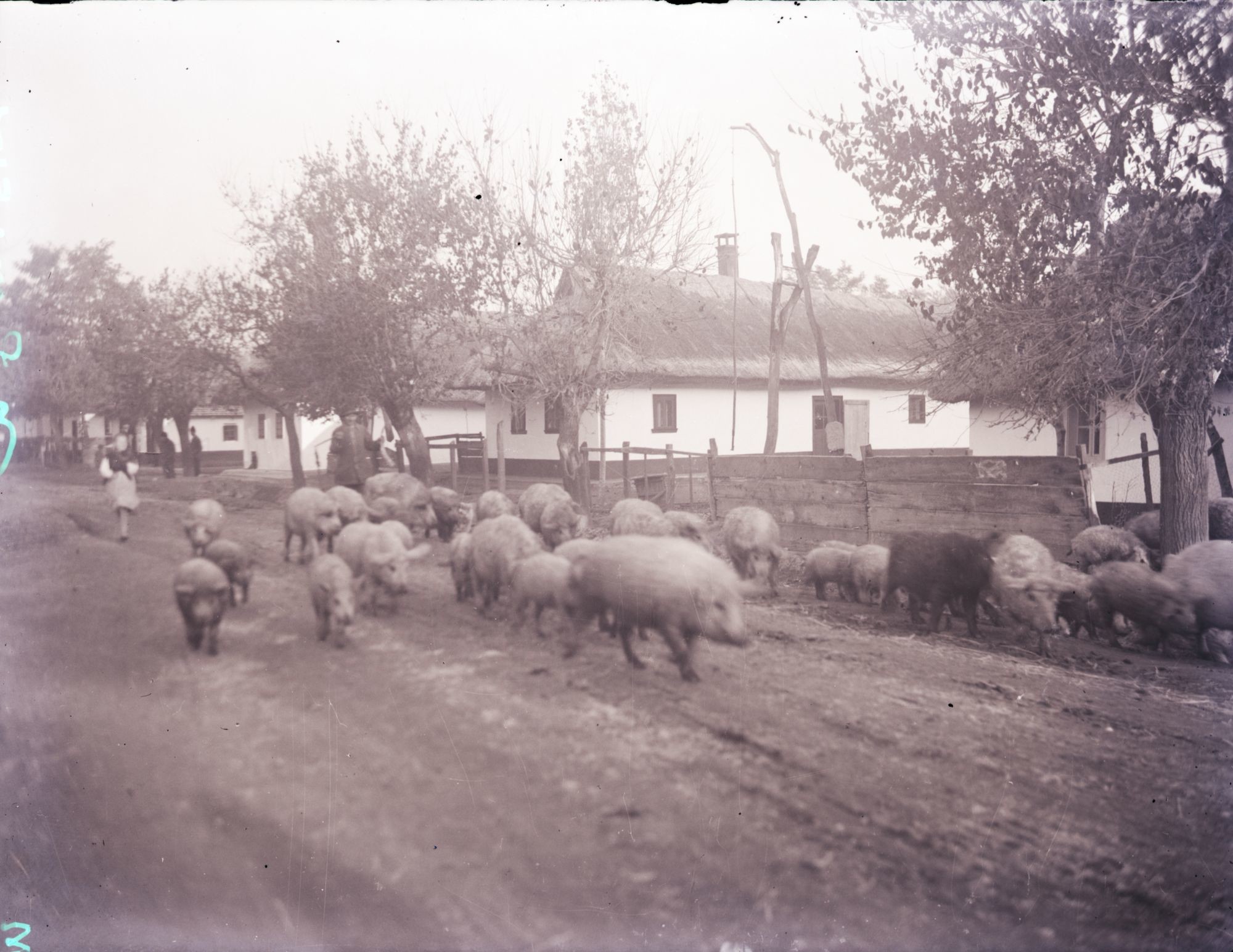 Pásztorkodás: disznókonda (Herman Ottó Múzeum, Miskolc CC BY-NC-SA)
