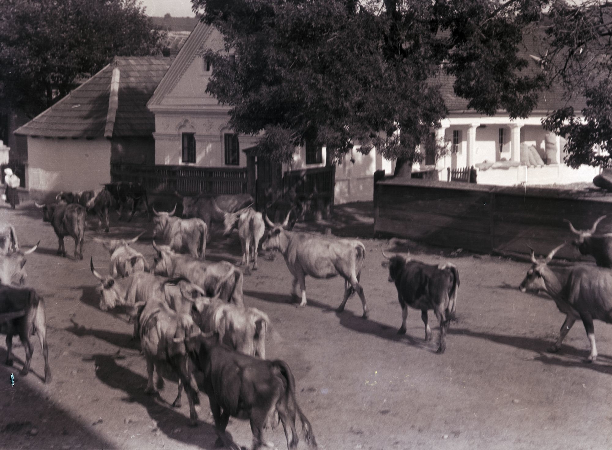 Hazatérő tehéncsorda (Herman Ottó Múzeum, Miskolc CC BY-NC-SA)