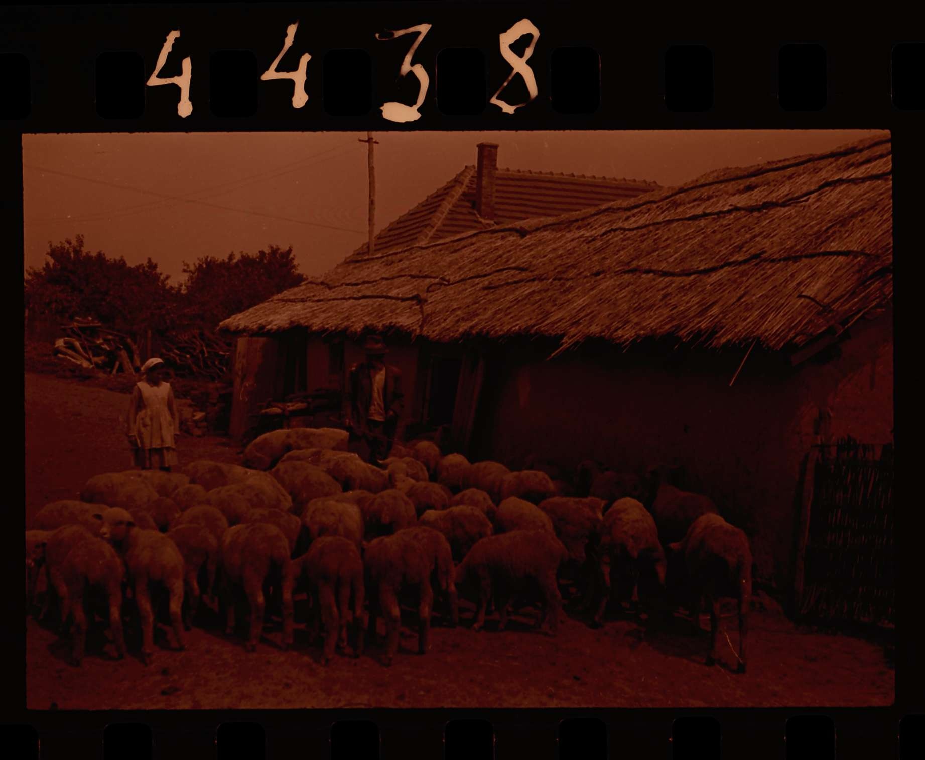 Dulai Ferenc akolja és házatája,juhok behajtása (Herman Ottó Múzeum, Miskolc CC BY-NC-SA)
