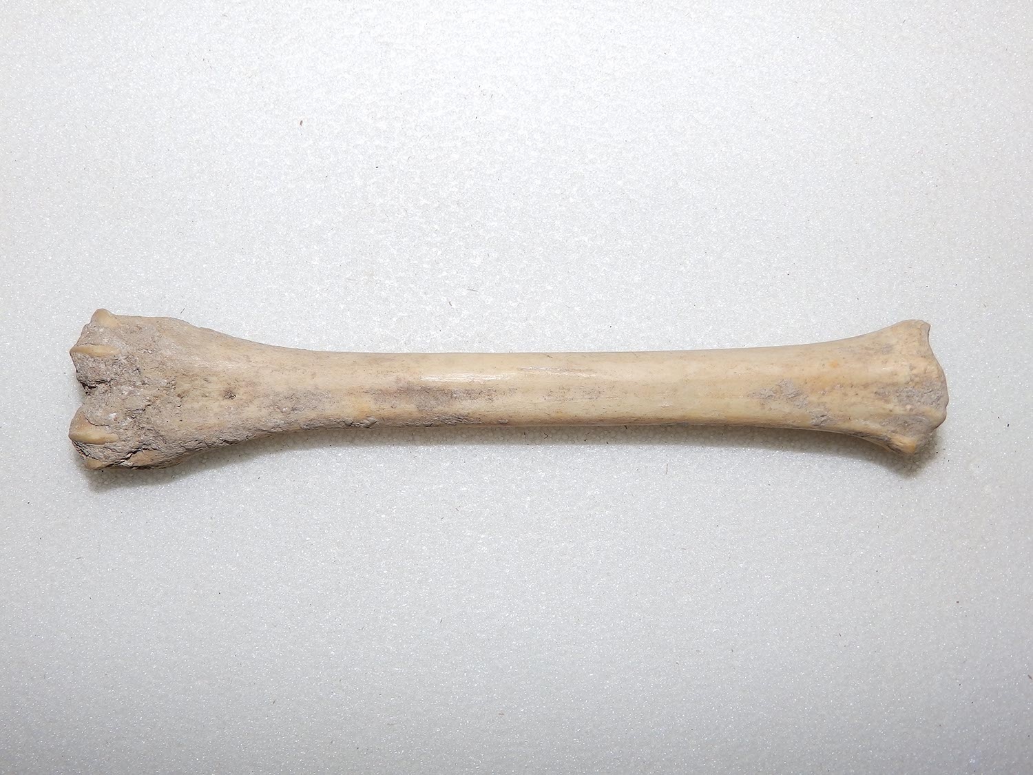 Csontlovacska (Herman Ottó Múzeum, Miskolc CC BY-NC-SA)