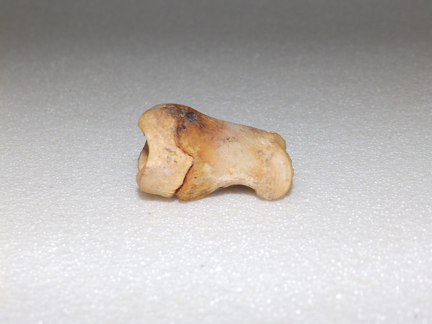 Csontcsikó (Herman Ottó Múzeum, Miskolc CC BY-NC-SA)
