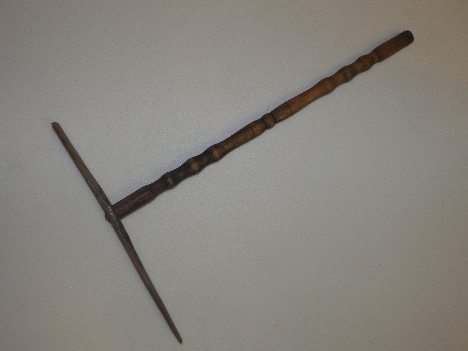 Talpasguzsaly talpa és szára (Herman Ottó Múzeum, Miskolc CC BY-NC-SA)