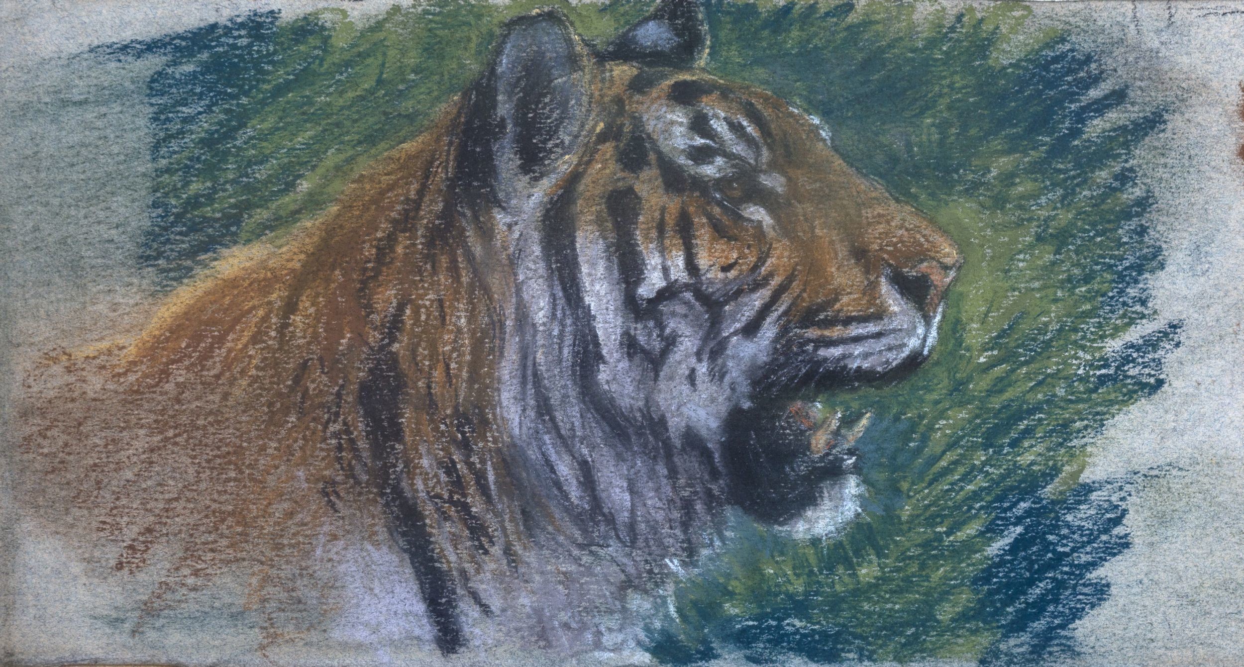 Szibériai tigris (Hansági Múzeum CC BY-NC-SA)