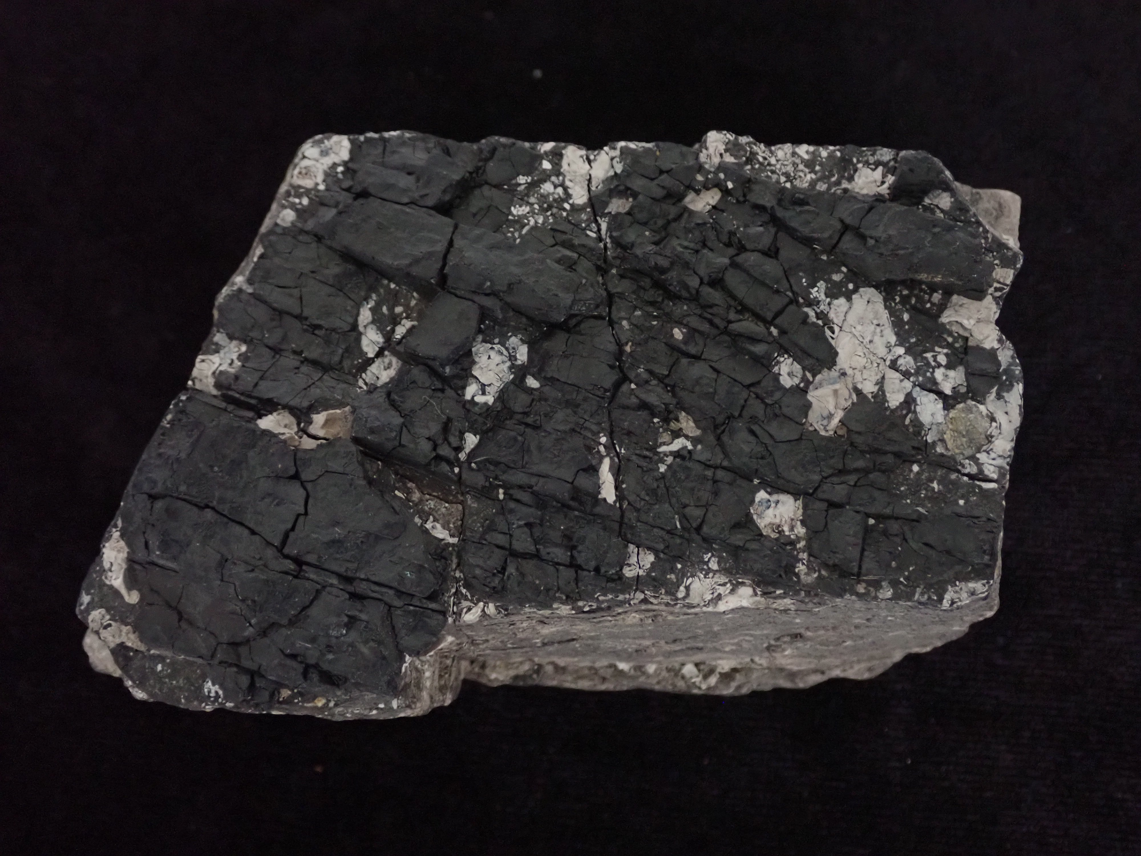 aleurolit, szén (Pannonhalmi Főapátsági Múzeum CC BY-NC-SA)