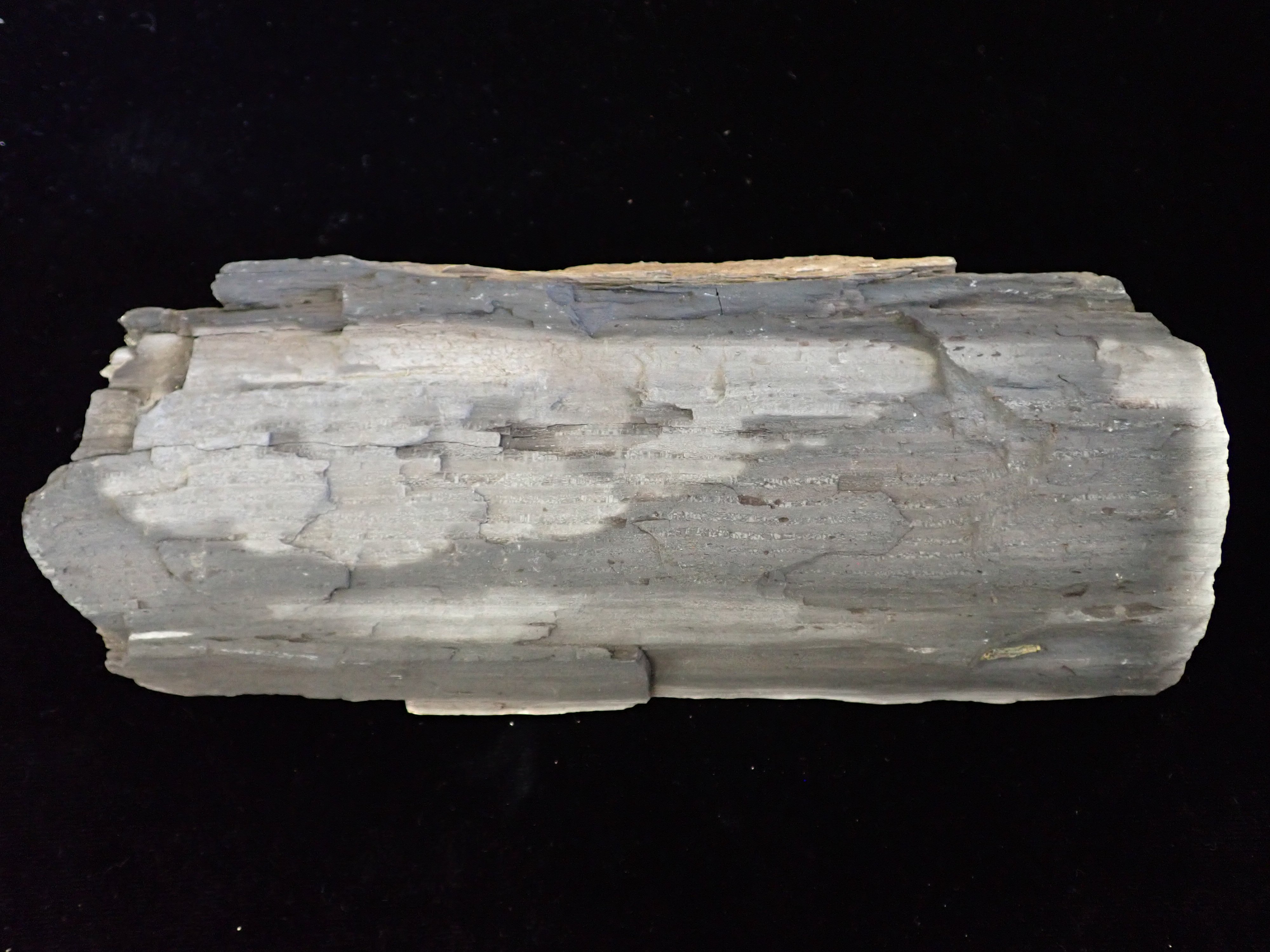 kövült fa (Pannonhalmi Főapátsági Múzeum CC BY-NC-SA)