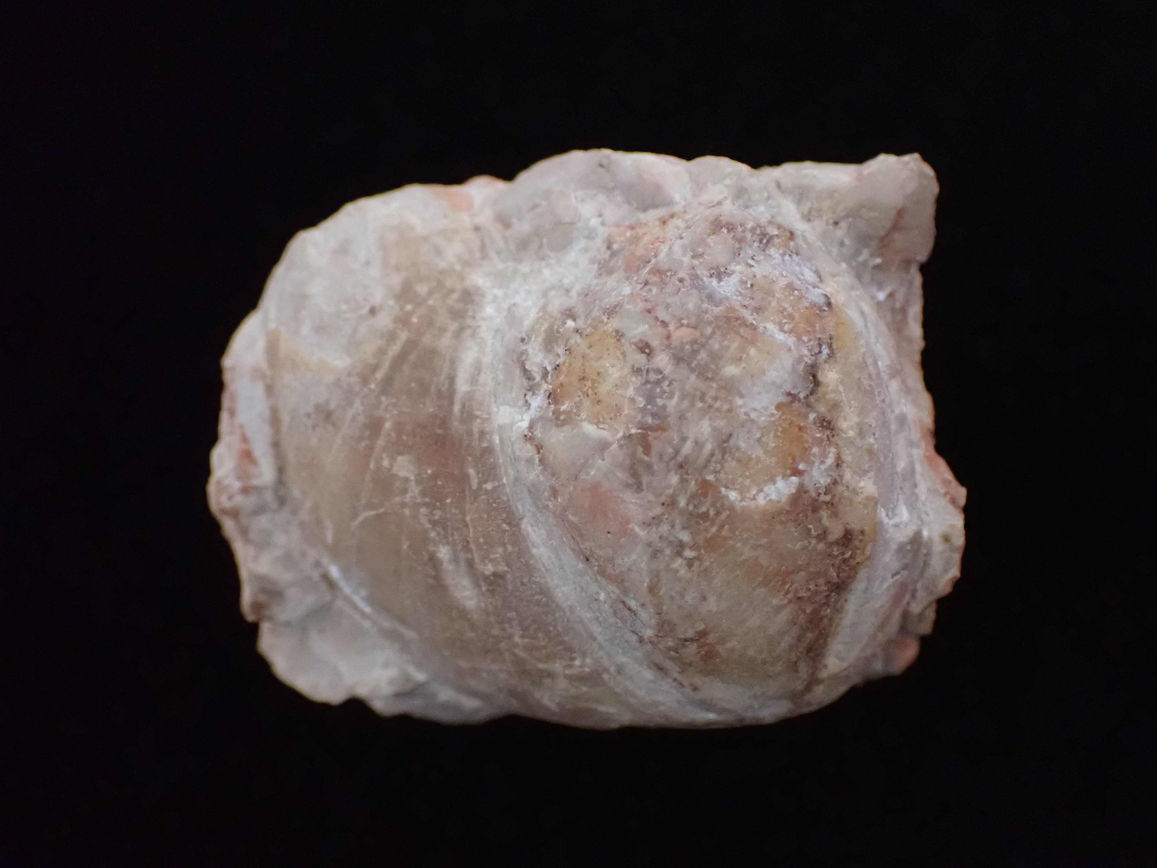 kagyló kövület (Pannonhalmi Főapátsági Múzeum CC BY-NC-SA)
