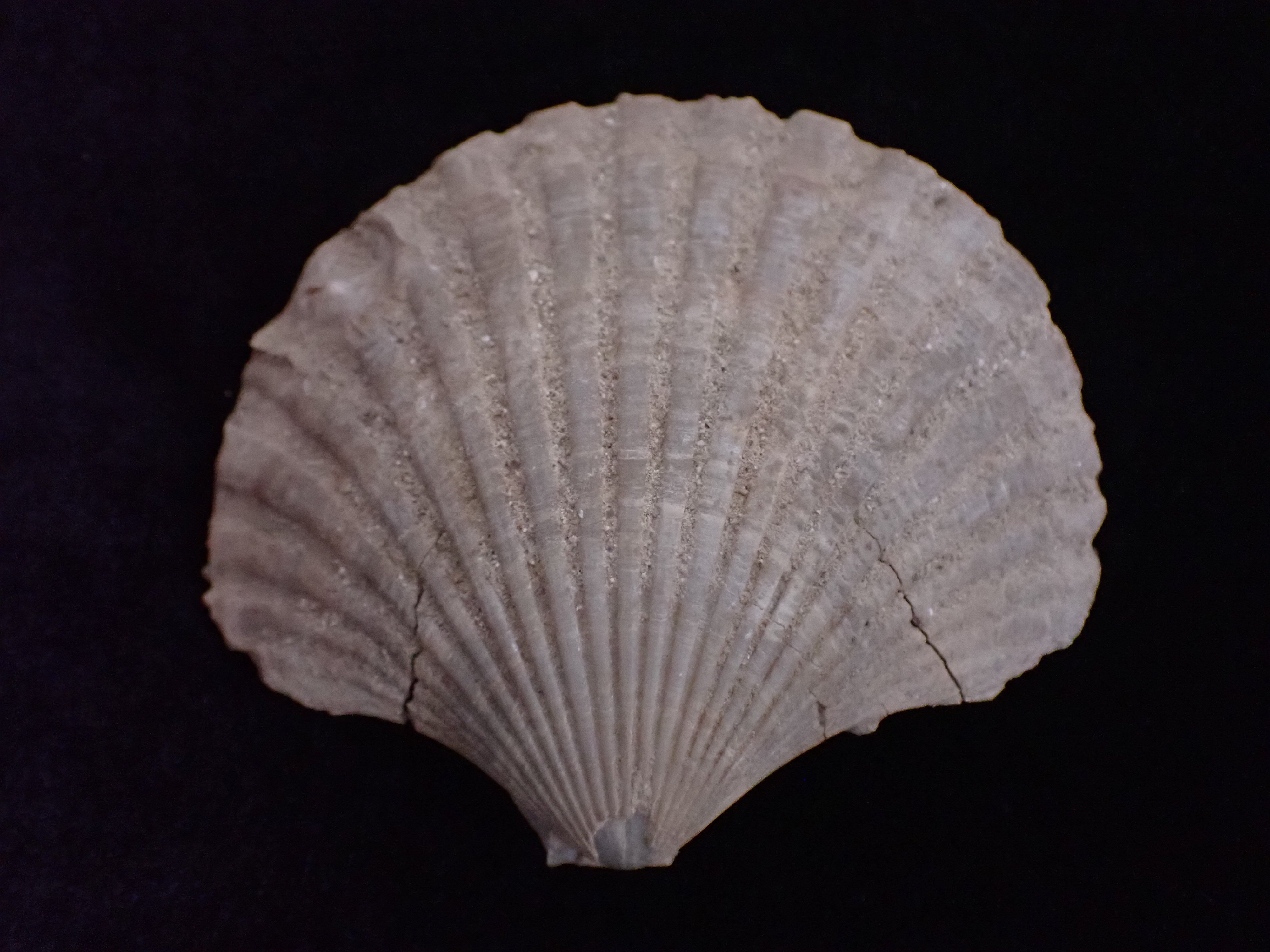 kagyló kövület (Pannonhalmi Főapátsági Múzeum CC BY-NC-SA)