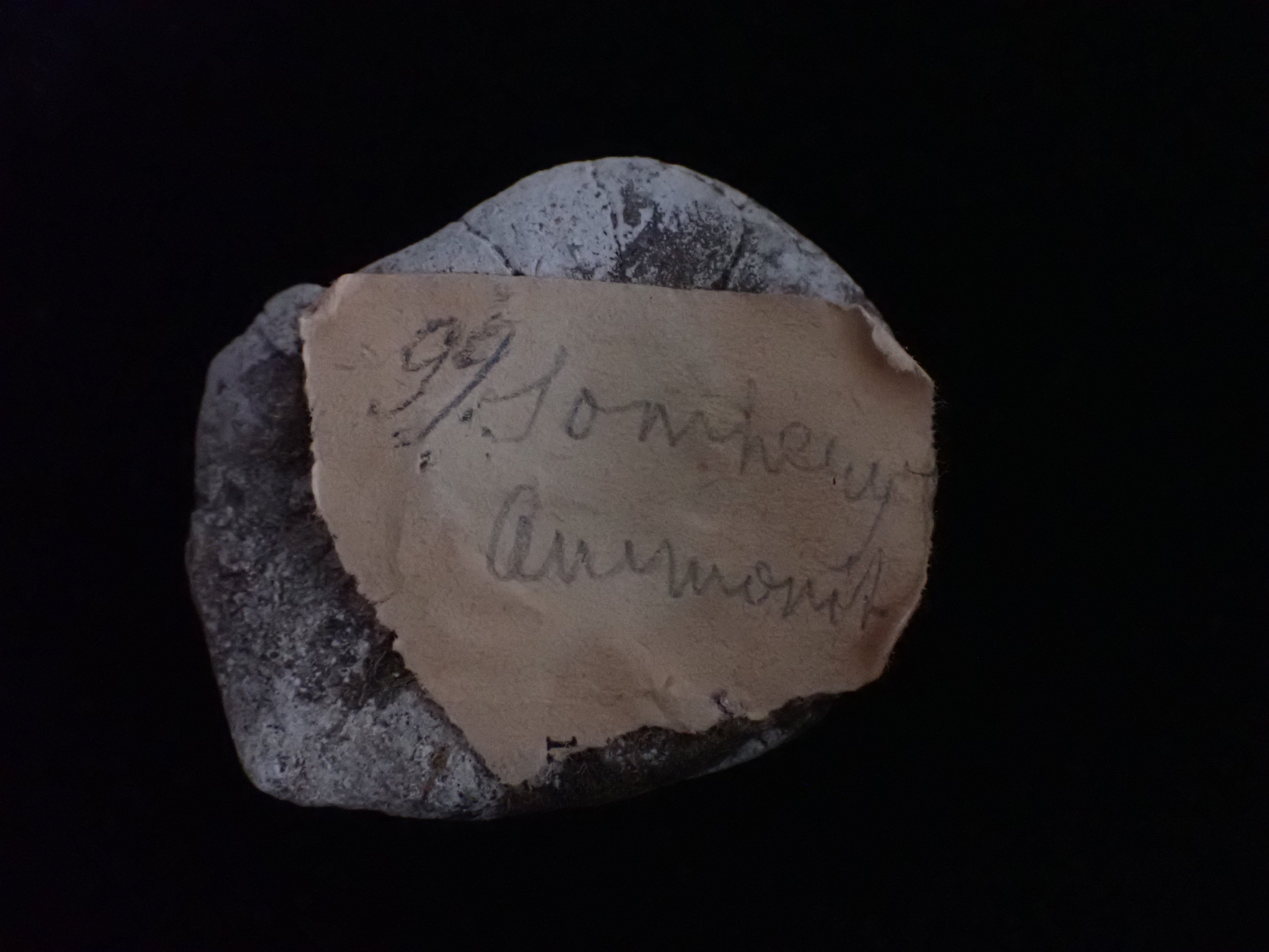Ammonites sp. (Pannonhalmi Főapátsági Múzeum CC BY-NC-SA)