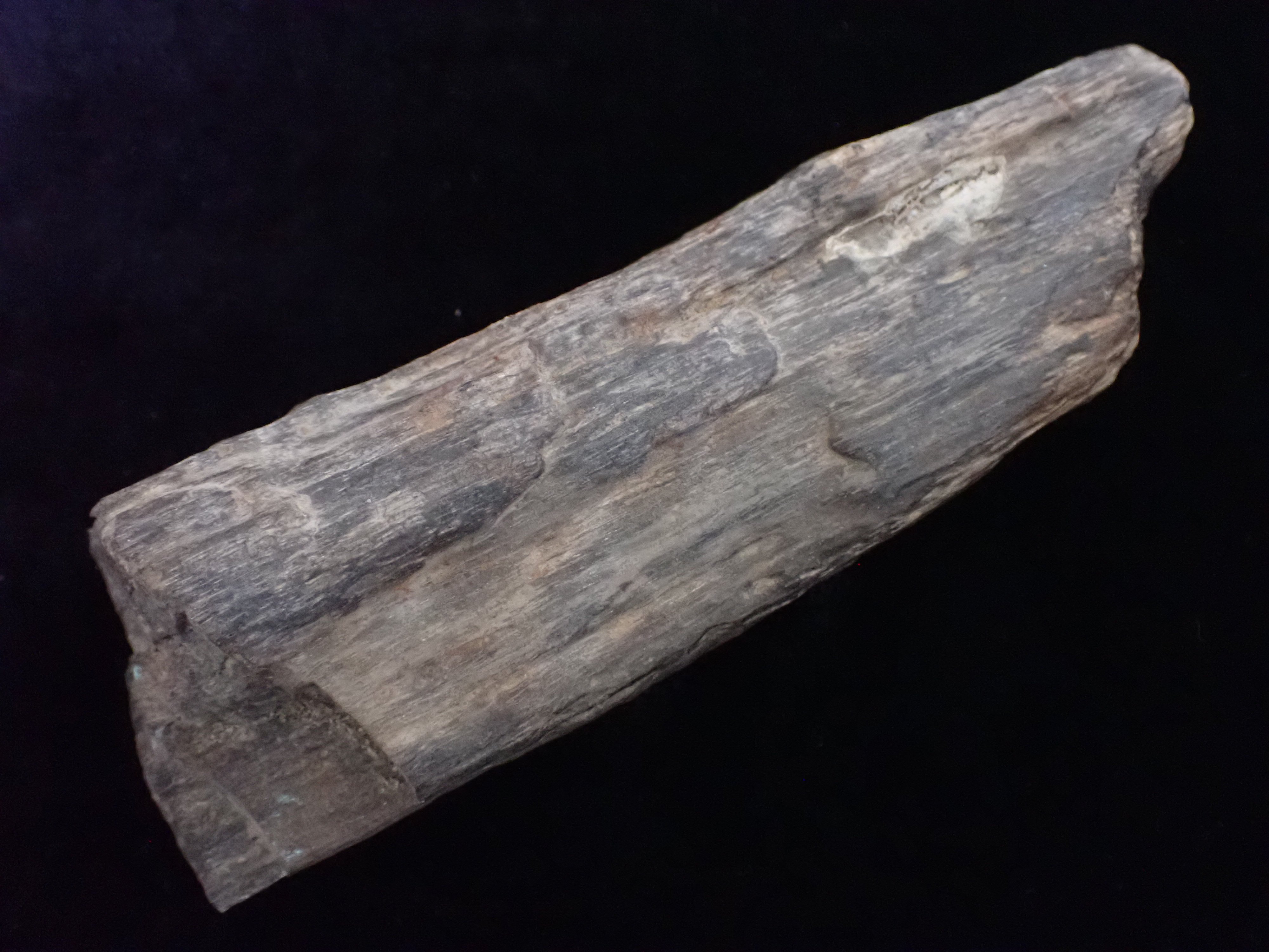kövült fa (Pannonhalmi Főapátsági Múzeum CC BY-NC-SA)