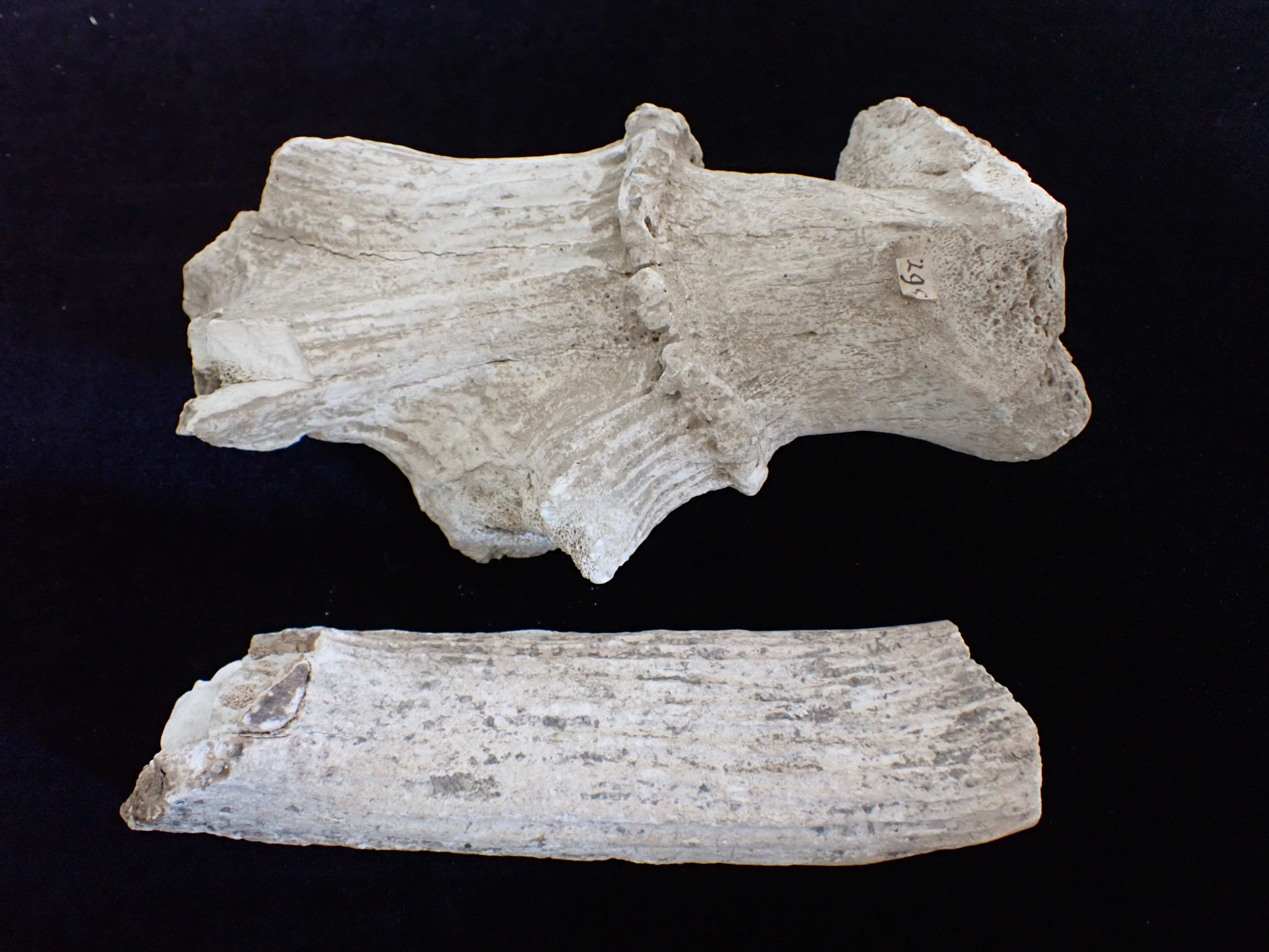 Megaloceros agancs (Pannonhalmi Főapátsági Múzeum CC BY-NC-SA)