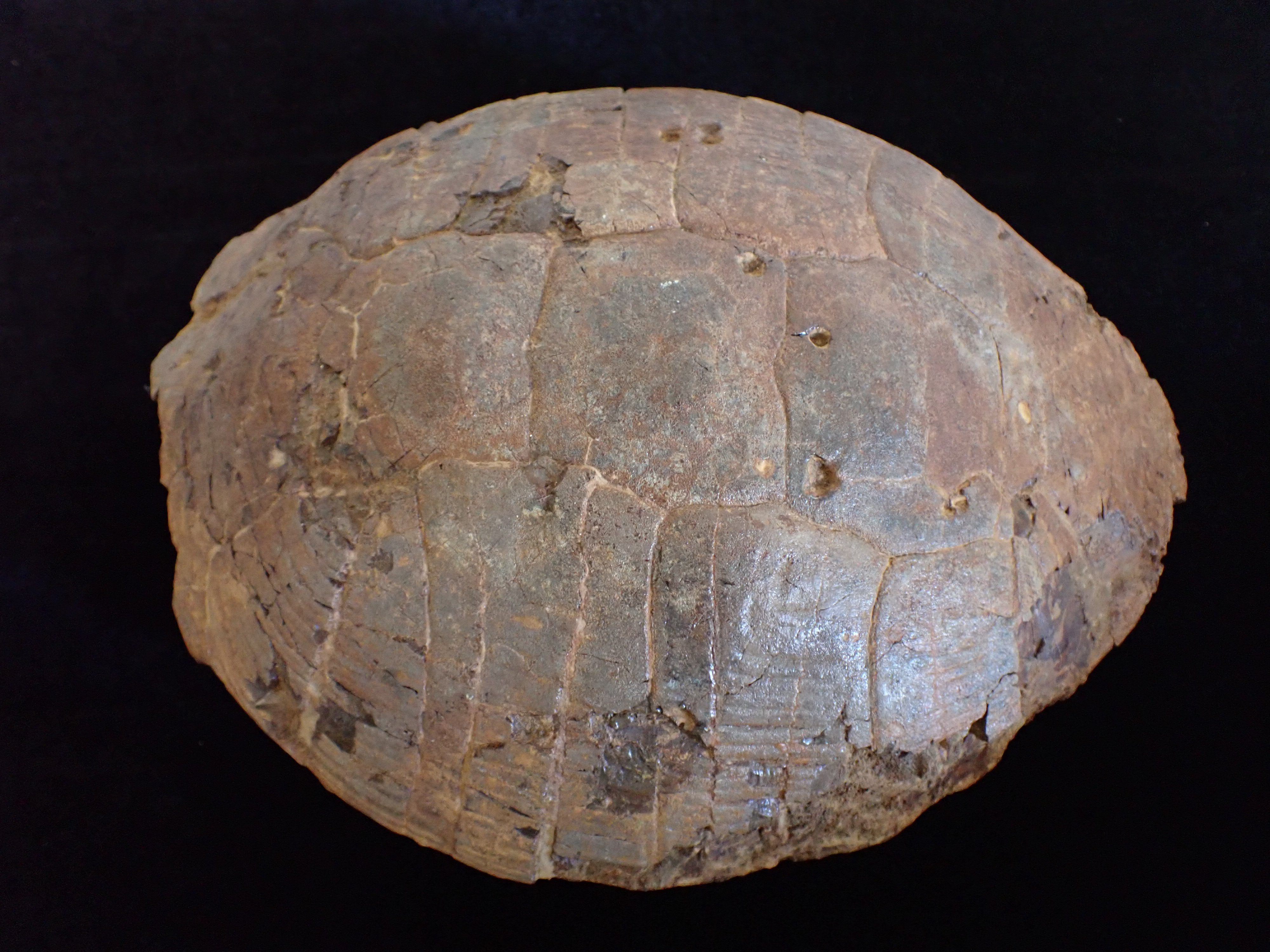 teknős kövület (Pannonhalmi Főapátsági Múzeum CC BY-NC-SA)