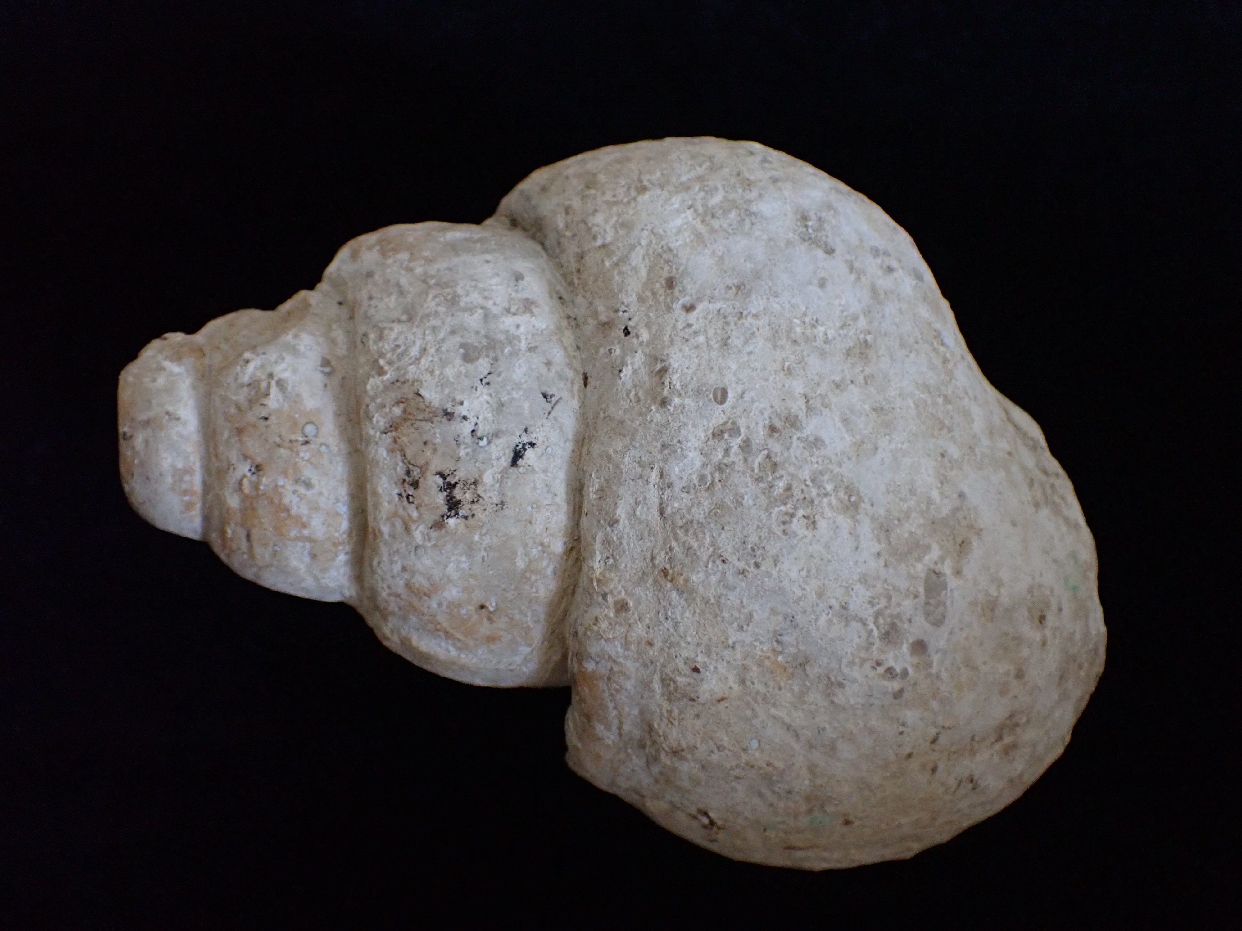 csiga kövület (Pannonhalmi Főapátsági Múzeum CC BY-NC-SA)