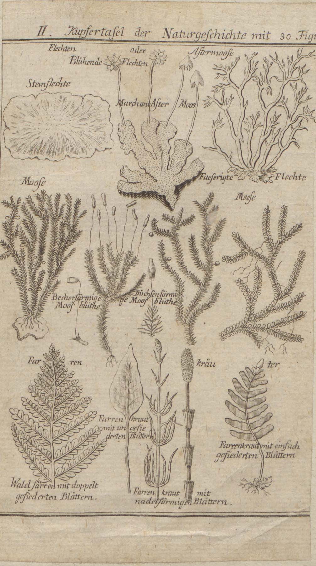 Növények (Pannonhalma Főapátsági Múzeum CC BY-NC-SA)