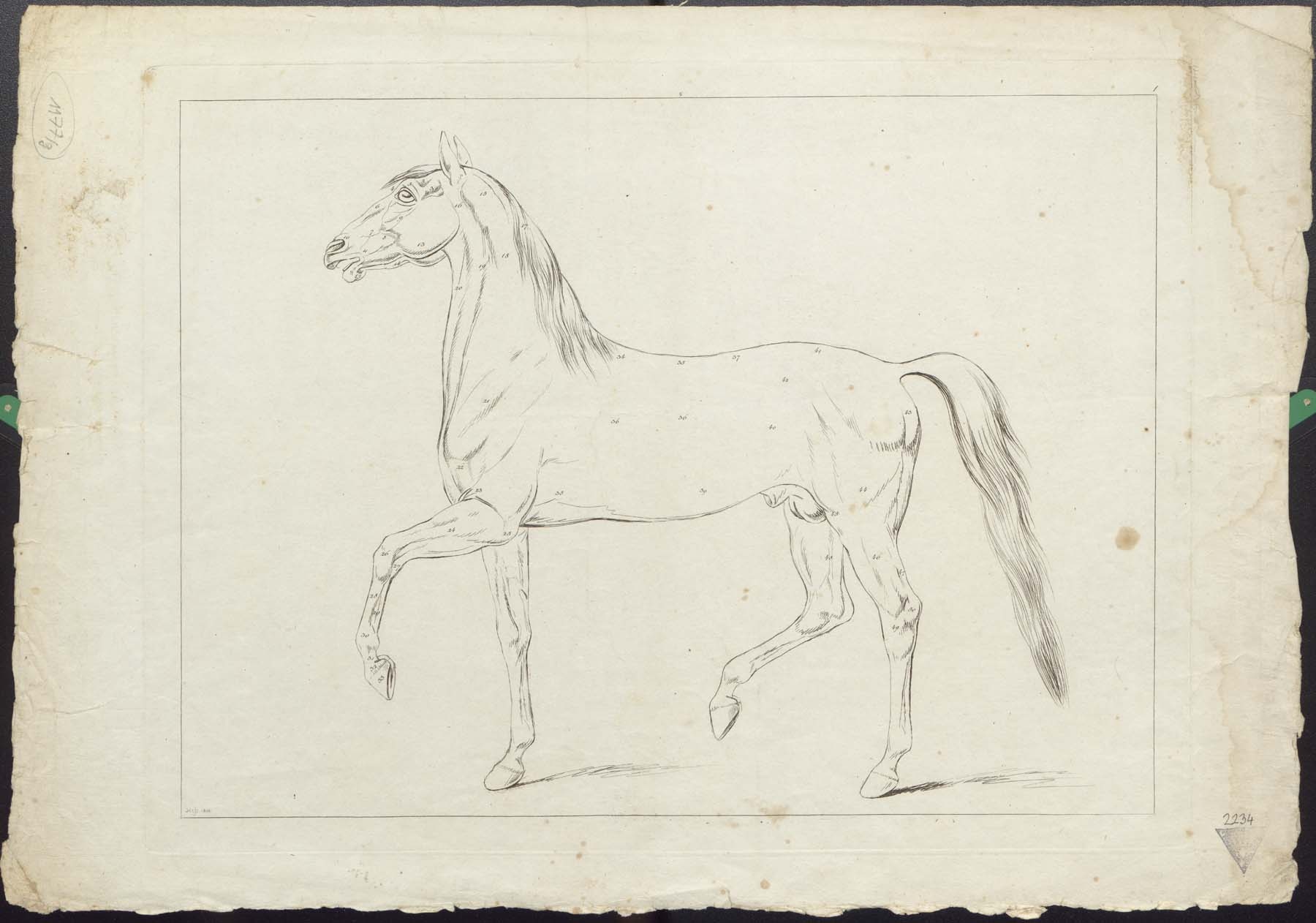 Ló 1810 (Pannonhalma Főapátsági Múzeum CC BY-NC-SA)