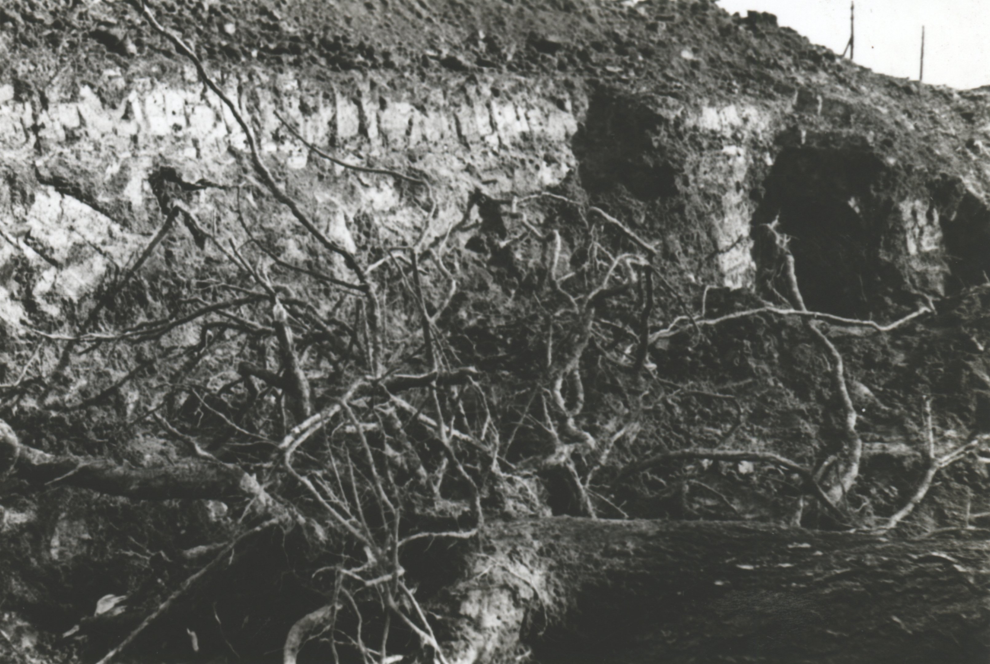 A pörbölyi Duna jobbparti töltés mentett oldalában feltárt fagyökerek káros hatása látható (Magyar Környezetvédelmi és Vízügyi Múzeum - Duna Múzeum CC BY-NC-SA)