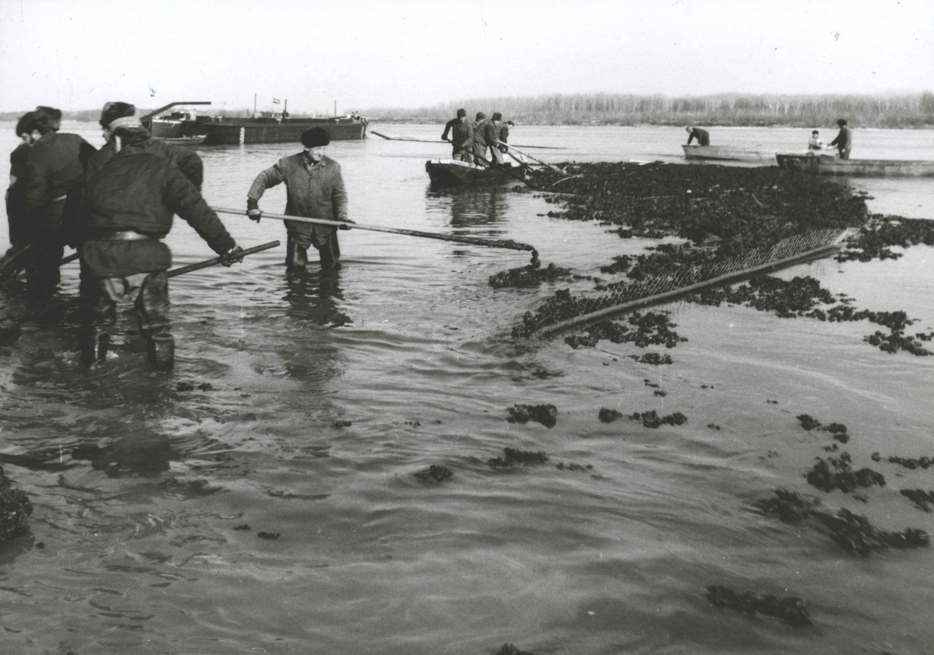 A merülőháló mögött összegyűlt nagy mennyiségű pakurát vasvillával és csáklyázással juttatták partra (Magyar Környezetvédelmi és Vízügyi Múzeum - Duna Múzeum CC BY-NC-SA)