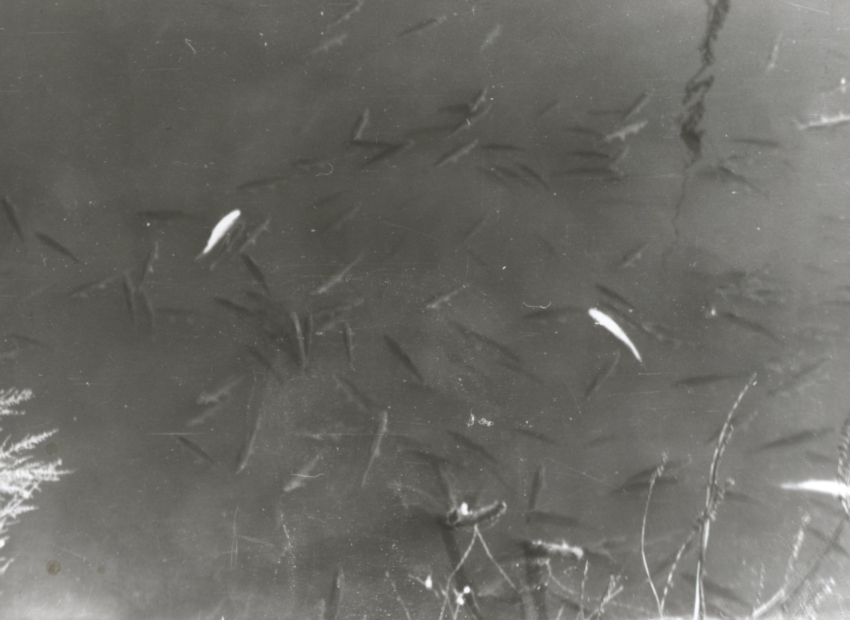 Csoportokba verődött bódult halak (Magyar Környezetvédelmi és Vízügyi Múzeum - Duna Múzeum CC BY-NC-SA)