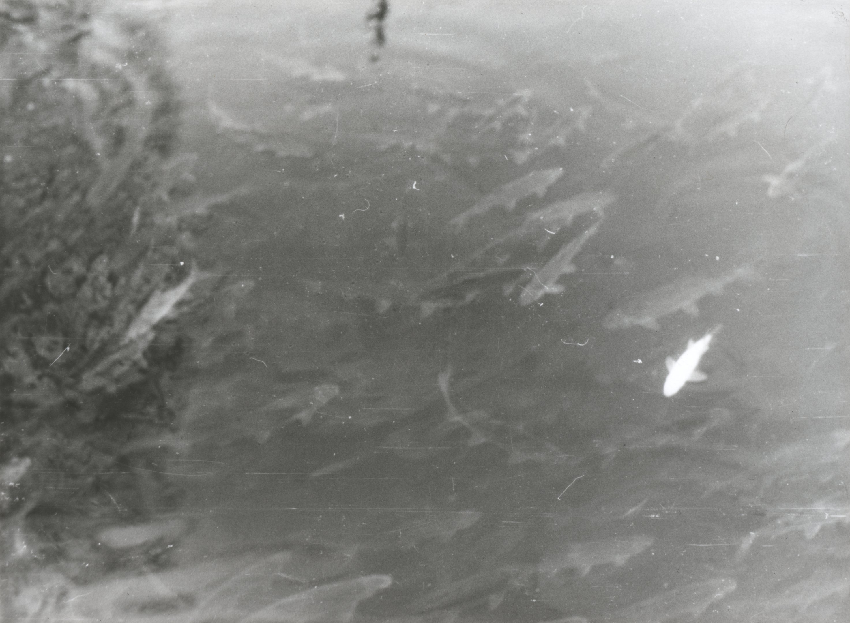 Felszínre úszó bódult haltömeg (Magyar Környezetvédelmi és Vízügyi Múzeum - Duna Múzeum CC BY-NC-SA)