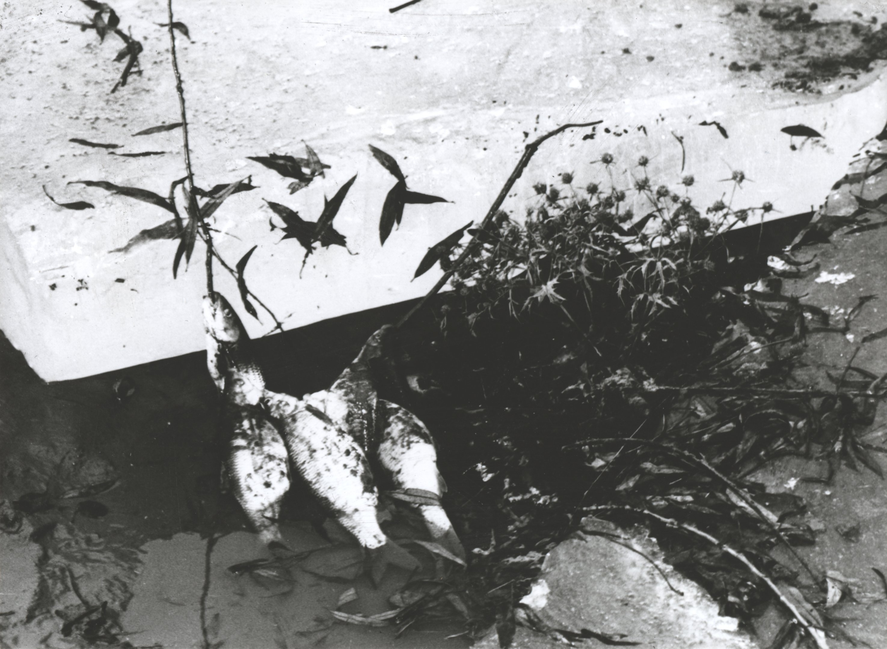 Kiszedett halak (Magyar Környezetvédelmi és Vízügyi Múzeum - Duna Múzeum CC BY-NC-SA)