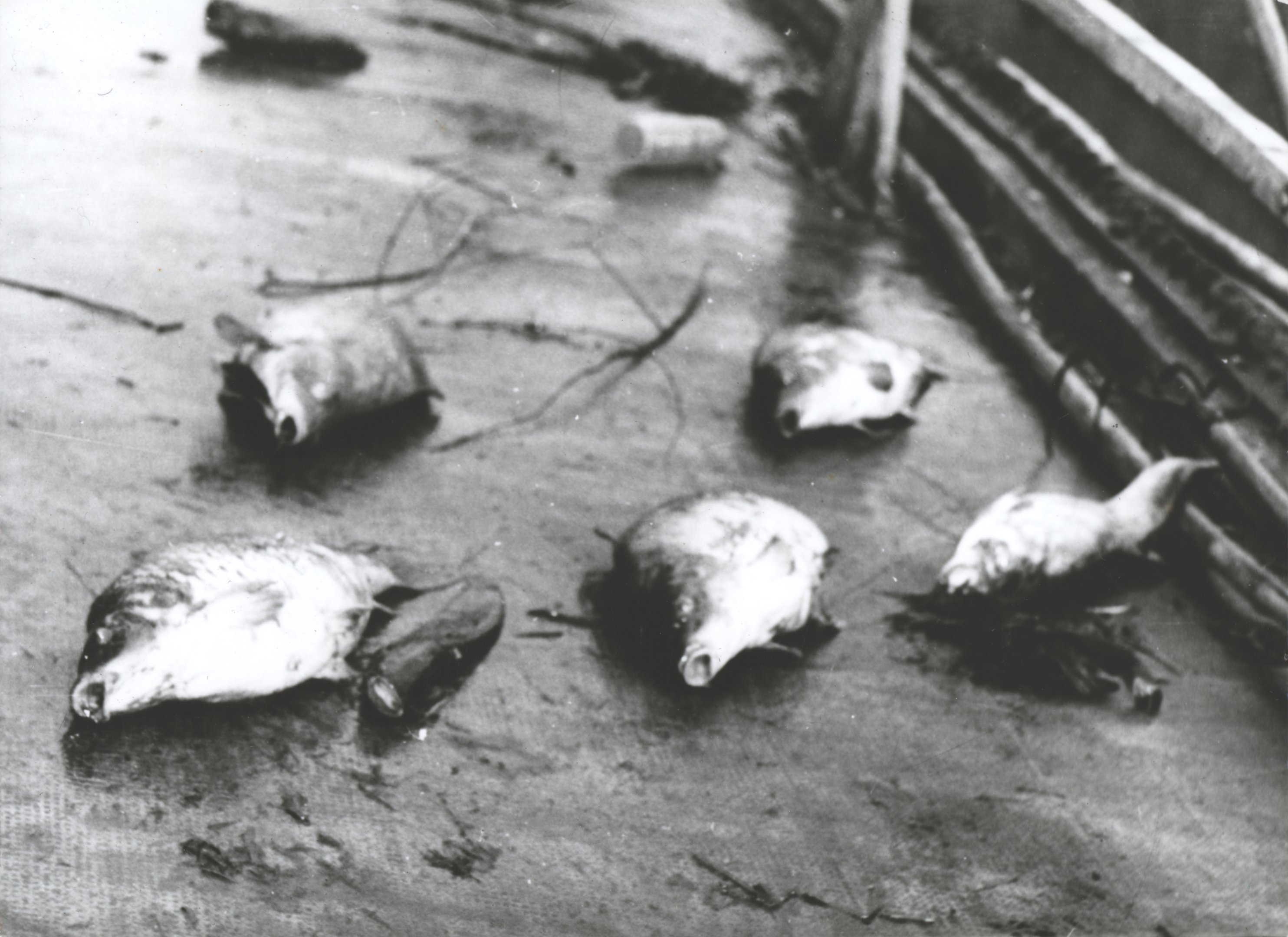 Kesznyéteni Erőműnél elpusztult pontyok (Magyar Környezetvédelmi és Vízügyi Múzeum - Duna Múzeum CC BY-NC-SA)