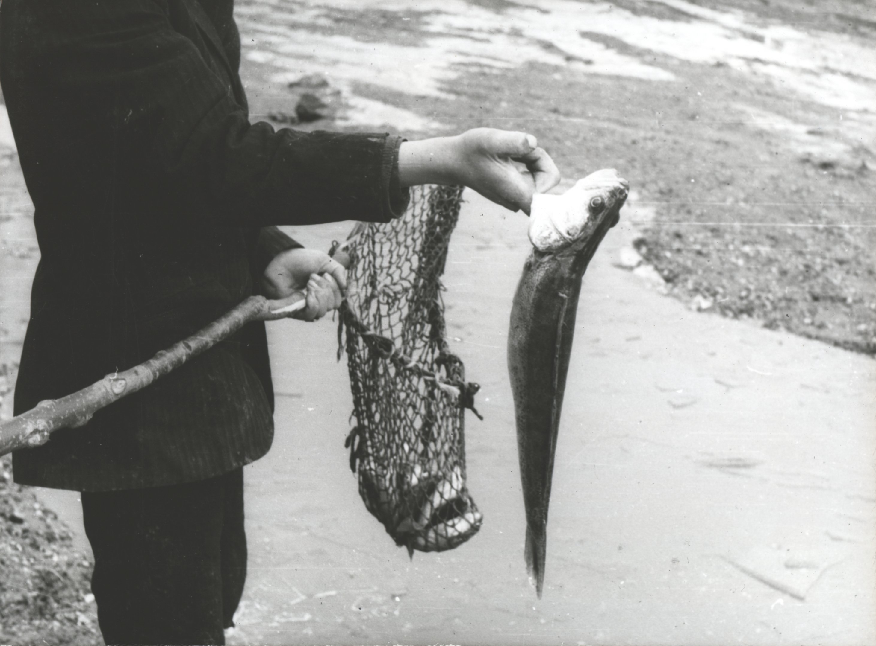 Lakosság által kifogott, elpusztult halak (Magyar Környezetvédelmi és Vízügyi Múzeum - Duna Múzeum CC BY-NC-SA)