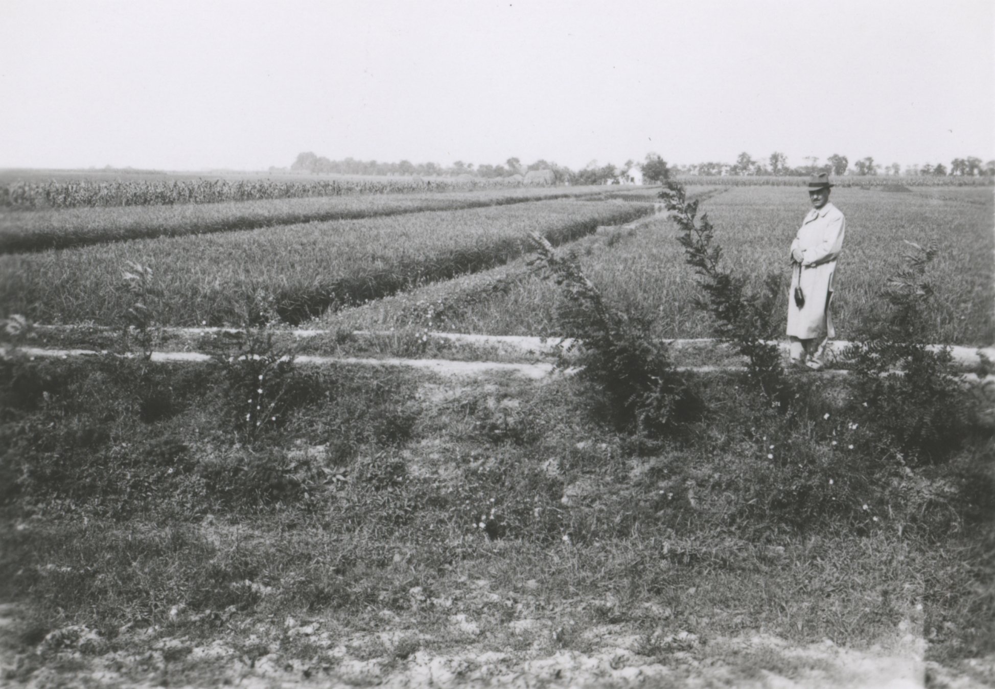 Érett rizstáblák, 1940. szeptember (Magyar Környezetvédelmi és Vízügyi Múzeum - Duna Múzeum CC BY-NC-SA)