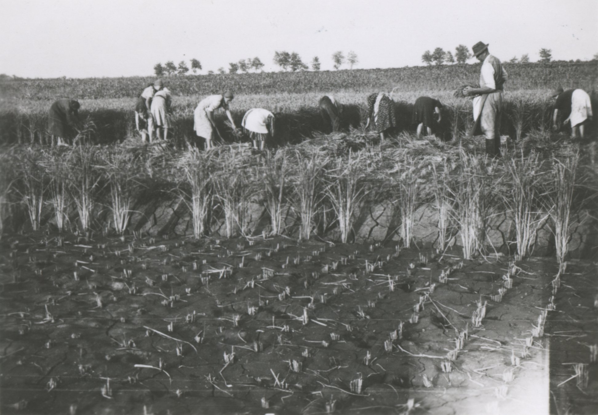 Rizs aratás, 1940. szeptember (Magyar Környezetvédelmi és Vízügyi Múzeum - Duna Múzeum CC BY-NC-SA)