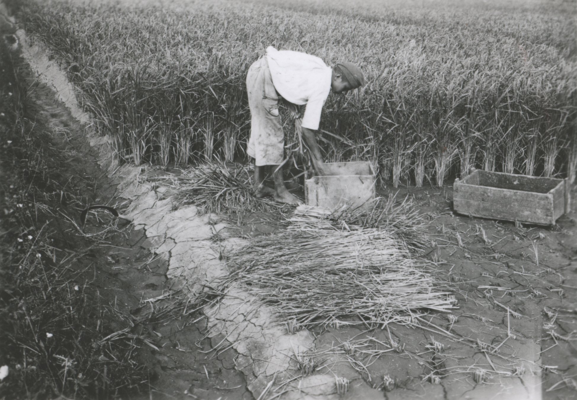 Rizs aratás, 1940. szeptember (Magyar Környezetvédelmi és Vízügyi Múzeum - Duna Múzeum CC BY-NC-SA)
