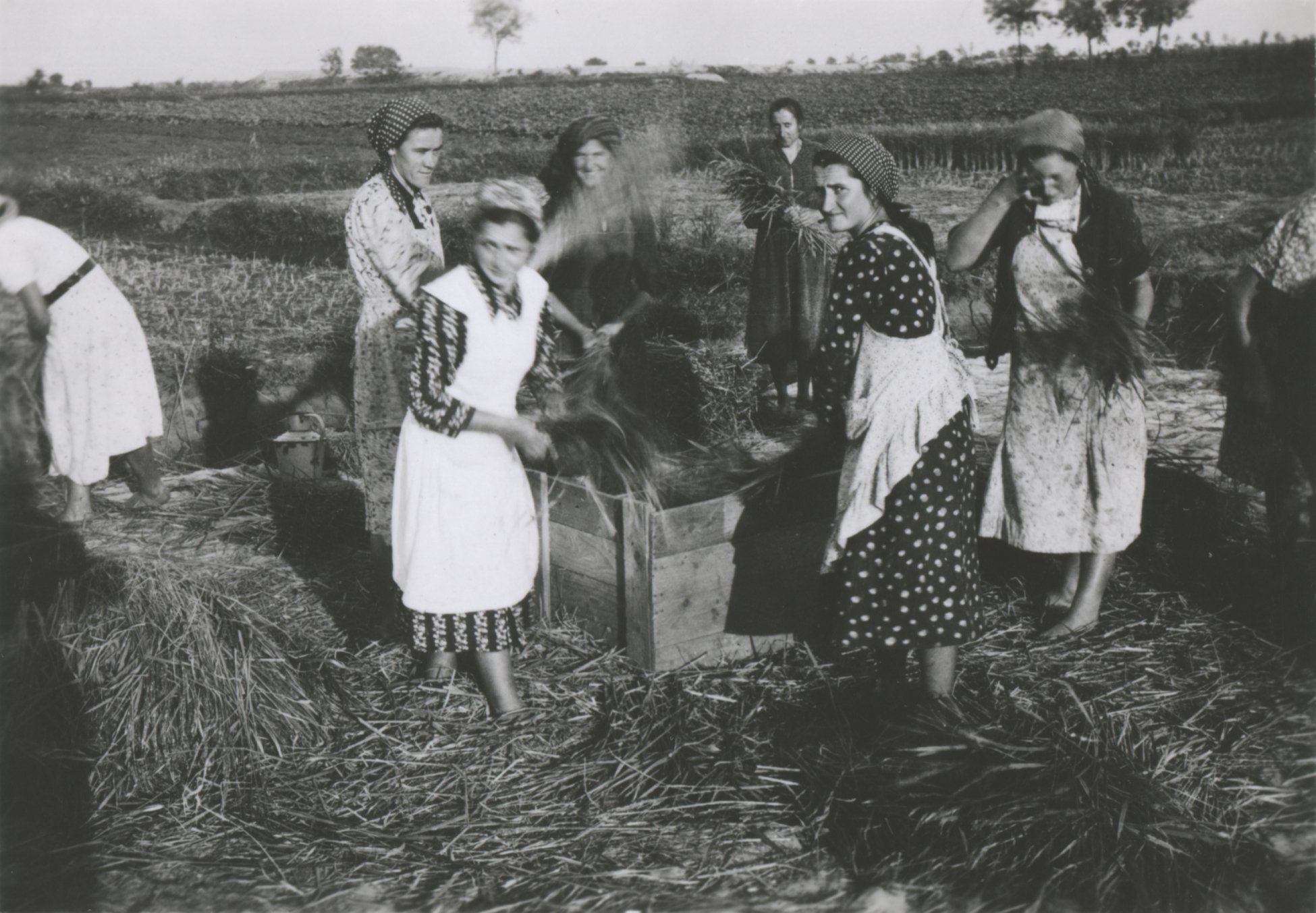 Rizs cséplés, 1940. szeptember (Magyar Környezetvédelmi és Vízügyi Múzeum - Duna Múzeum CC BY-NC-SA)