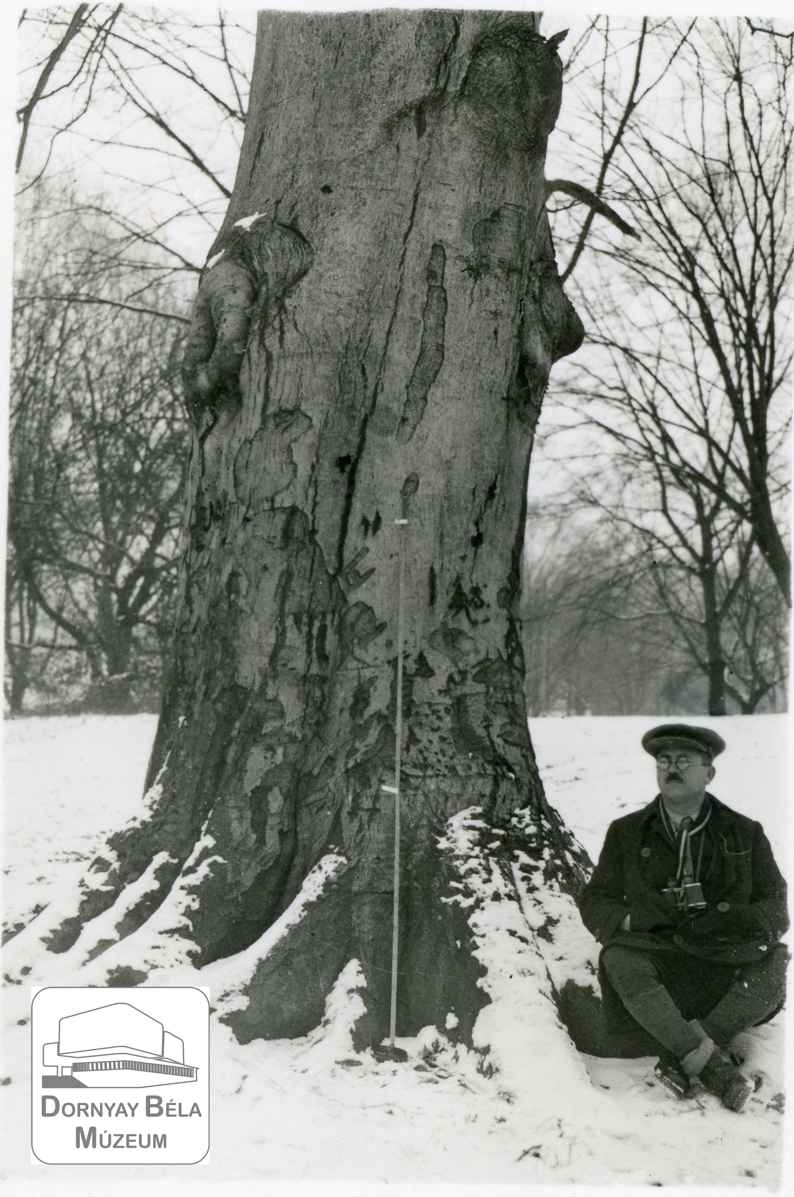 Dr. Dornyay Béla egy fa mellett ül. (Dornyay Béla Múzeum, Salgótarján CC BY-NC-SA)