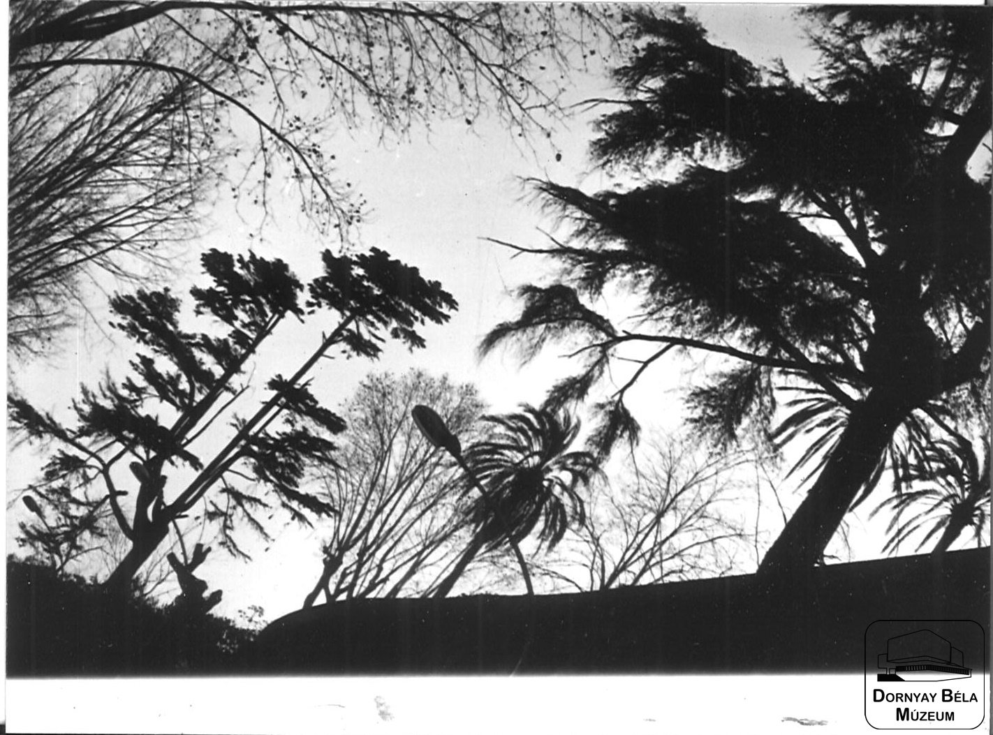 Fák alulról fotózva, Olaszország (Dornyay Béla Múzeum, Salgótarján CC BY-NC-SA)