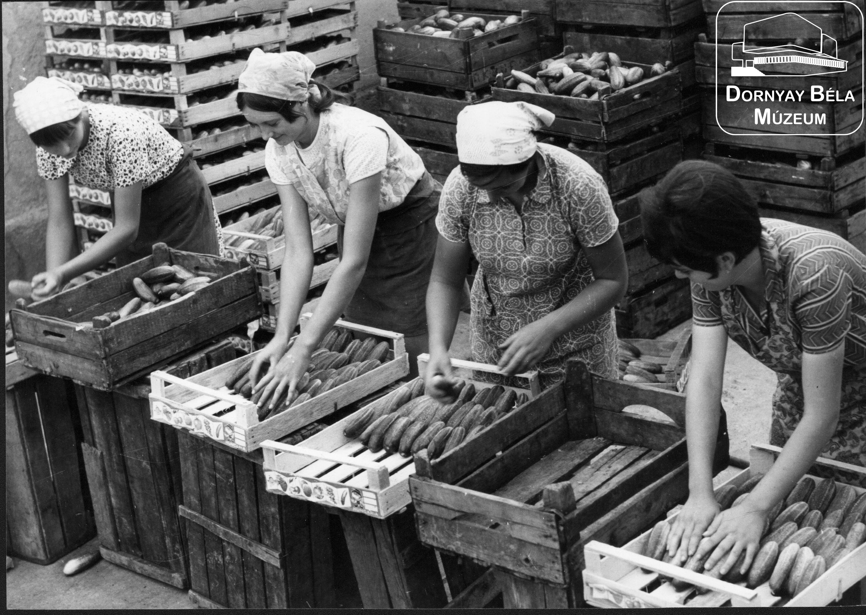 A szurdokpüspöki Béke Tsz. jobbágyi üzemében export uborkát készítenek elő szállításra (Dornyay Béla Múzeum, Salgótarján CC BY-NC-SA)