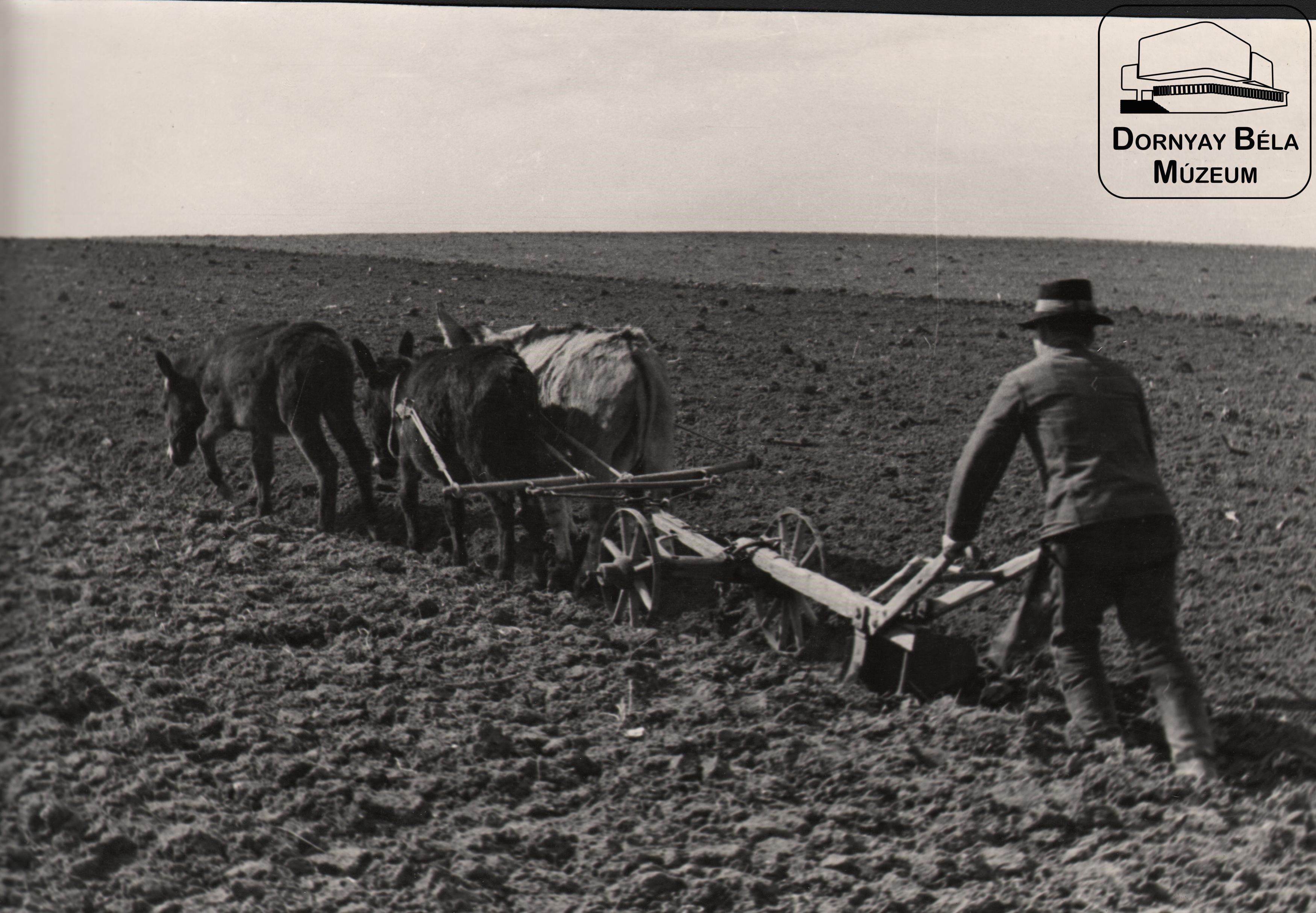 Kisparaszti gazdálkodás a felszabadulás után (Dornyay Béla Múzeum, Salgótarján CC BY-NC-SA)