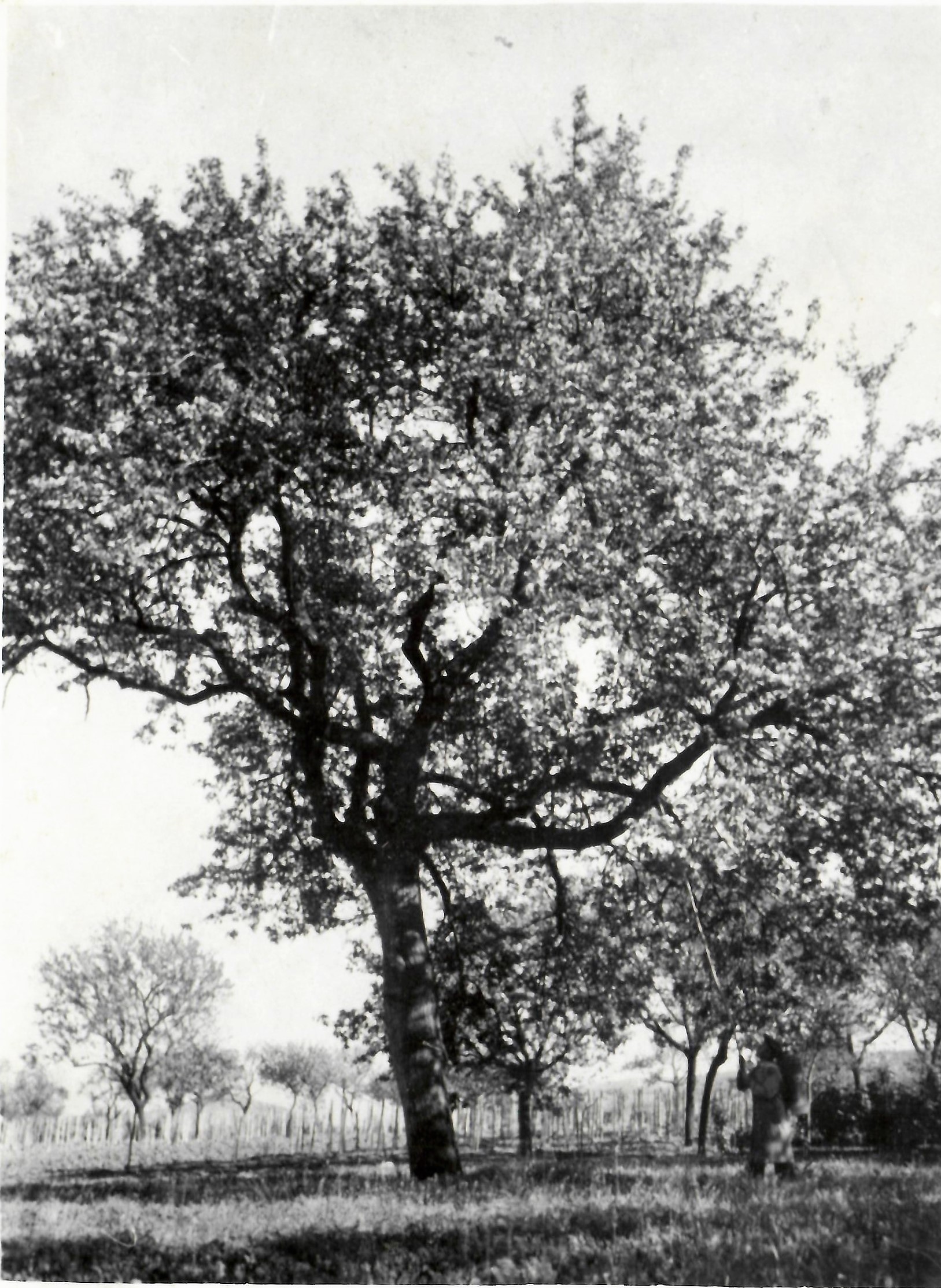 Cseresznyefa (Dr. Jablonkay István Helytörténeti Gyűjtemény CC BY-NC-SA)