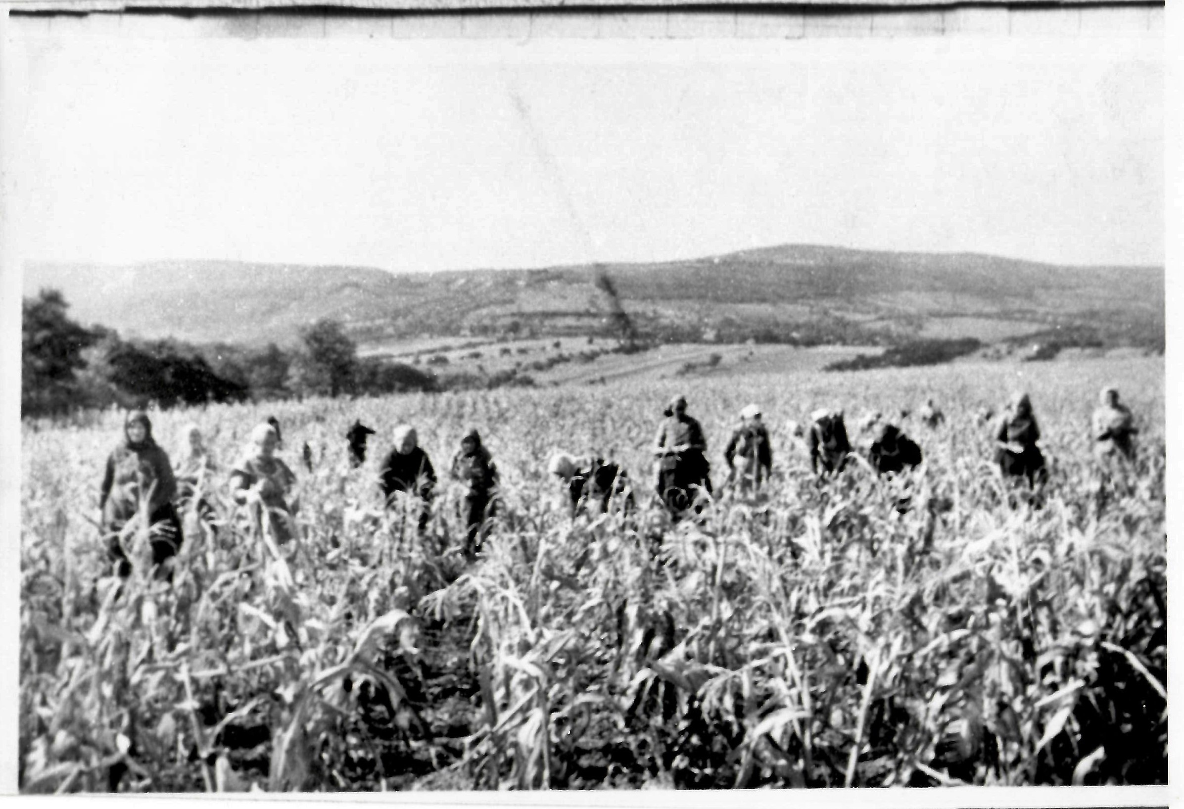 Kukoricatörés (Dr. Jablonkay István Helytörténeti Gyűjtemény CC BY-NC-SA)