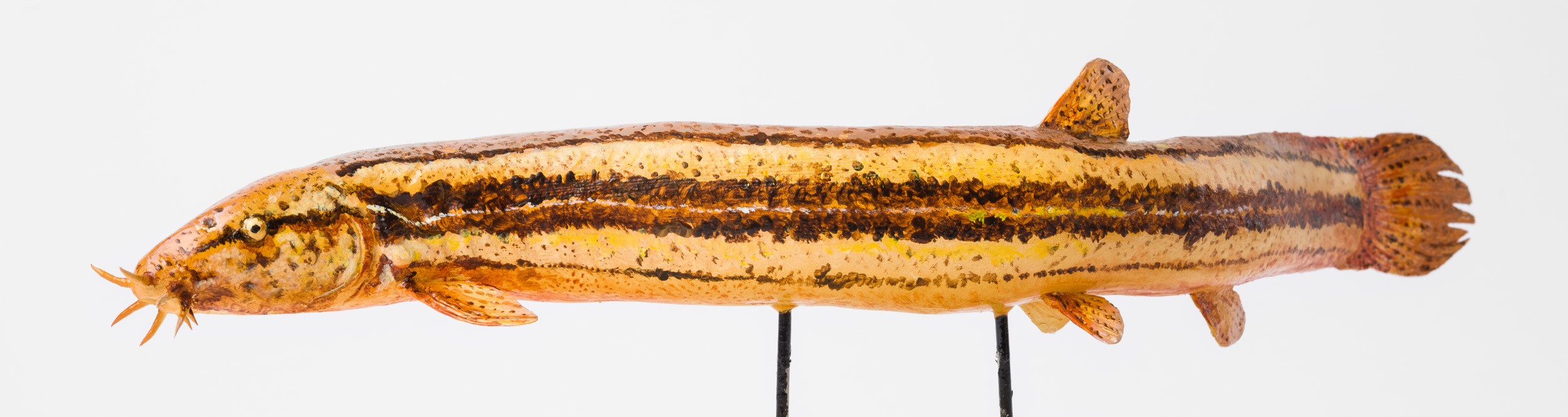 Réti csík (misgurnus fossilis) preparátum (Rippl-Rónai Múzeum CC BY-NC-ND)