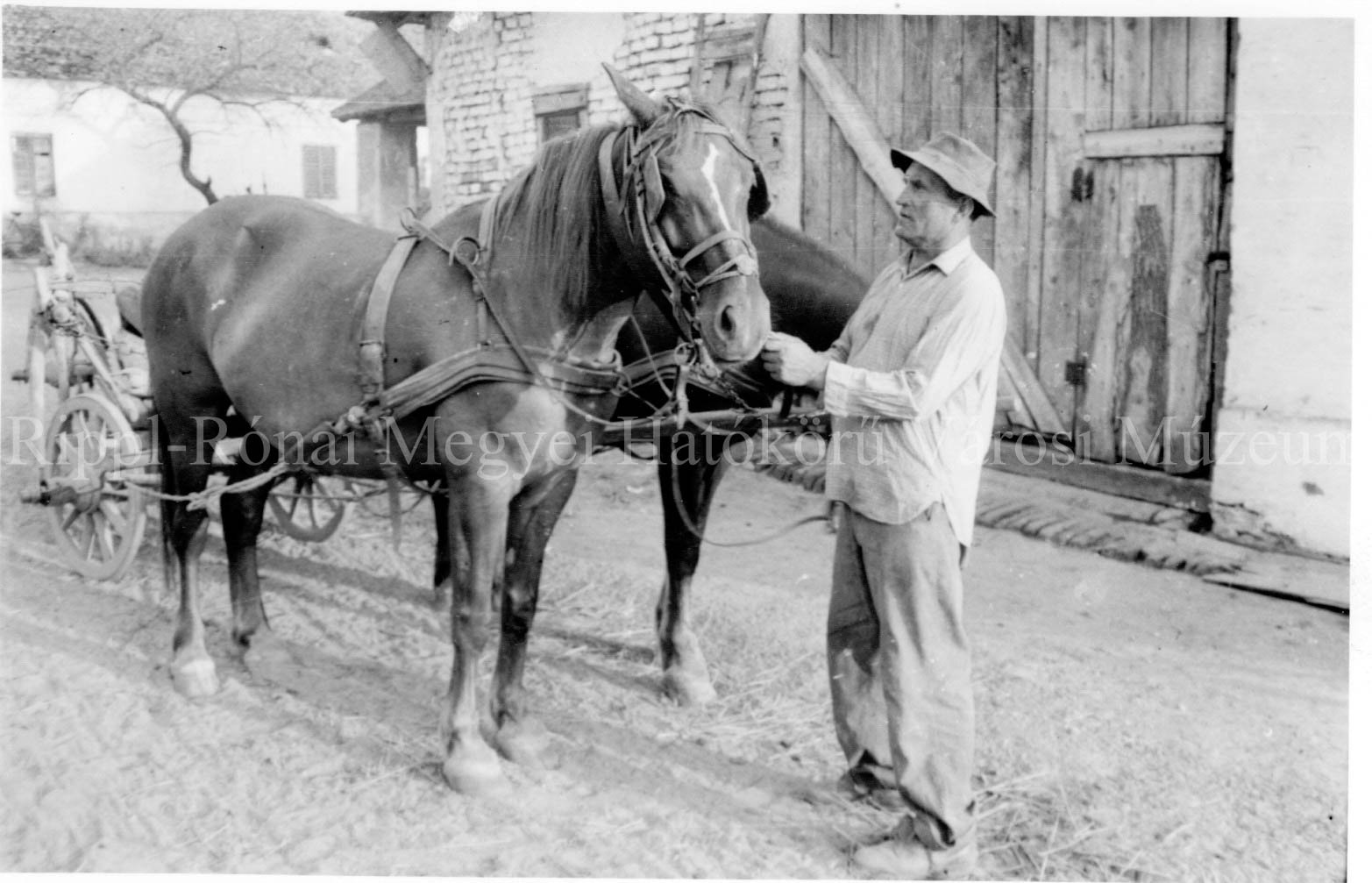 Pápics Imre fogatos a vízvári Vörös Csillag Tsz. lovaival (Rippl-Rónai Múzeum CC BY-NC-SA)