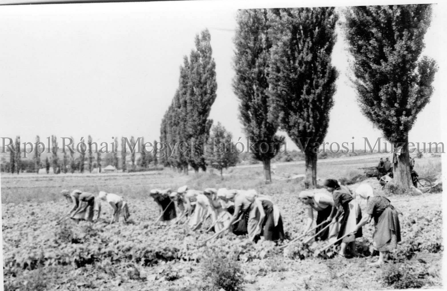 Az iharosberényi Zöldmező Tsz táblájáról szedik a burgonyát (Rippl-Rónai Múzeum CC BY-NC-SA)